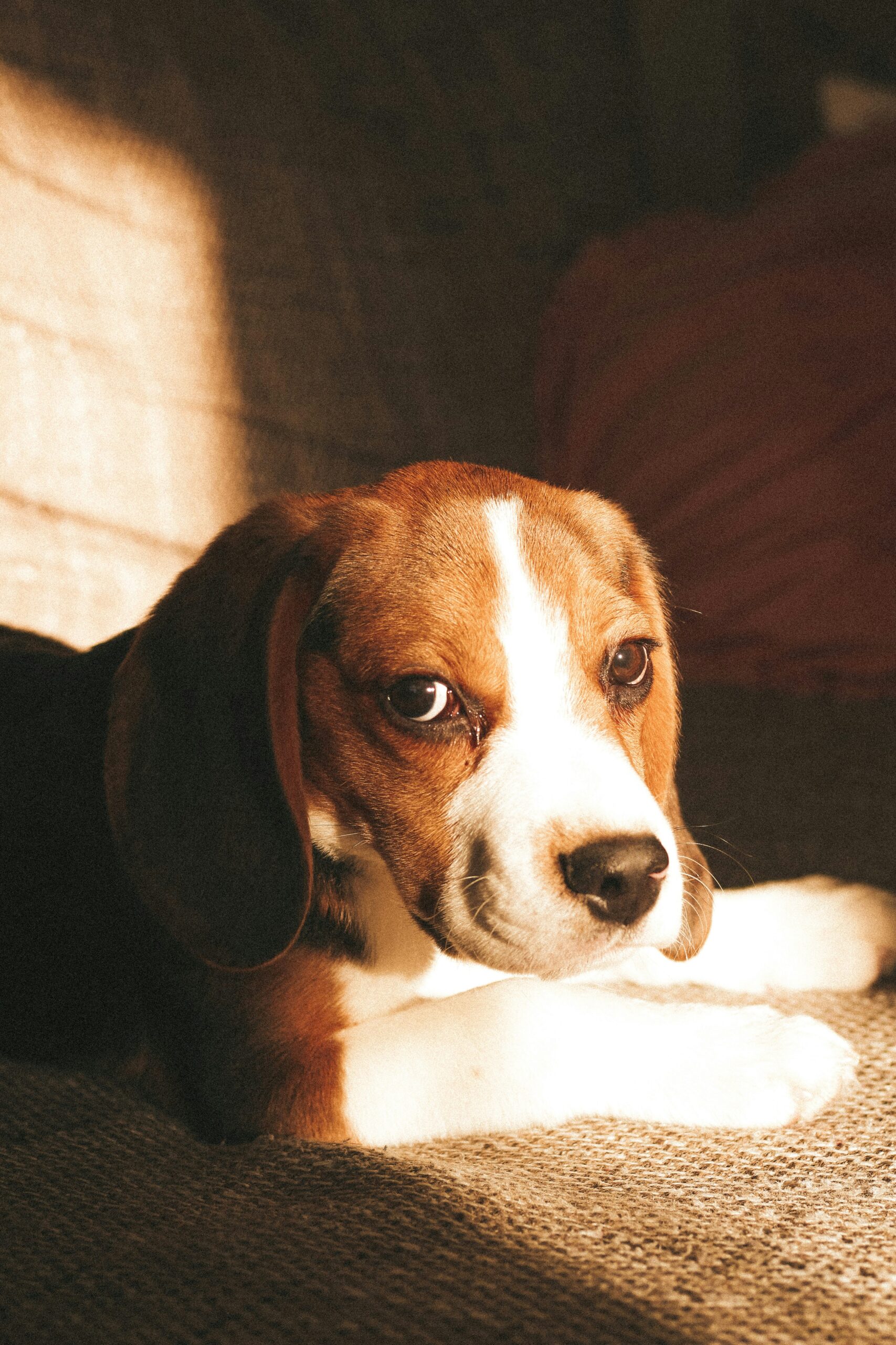 Beagle lying on a couch bathed in warm sunlight, looking calmly at the camera