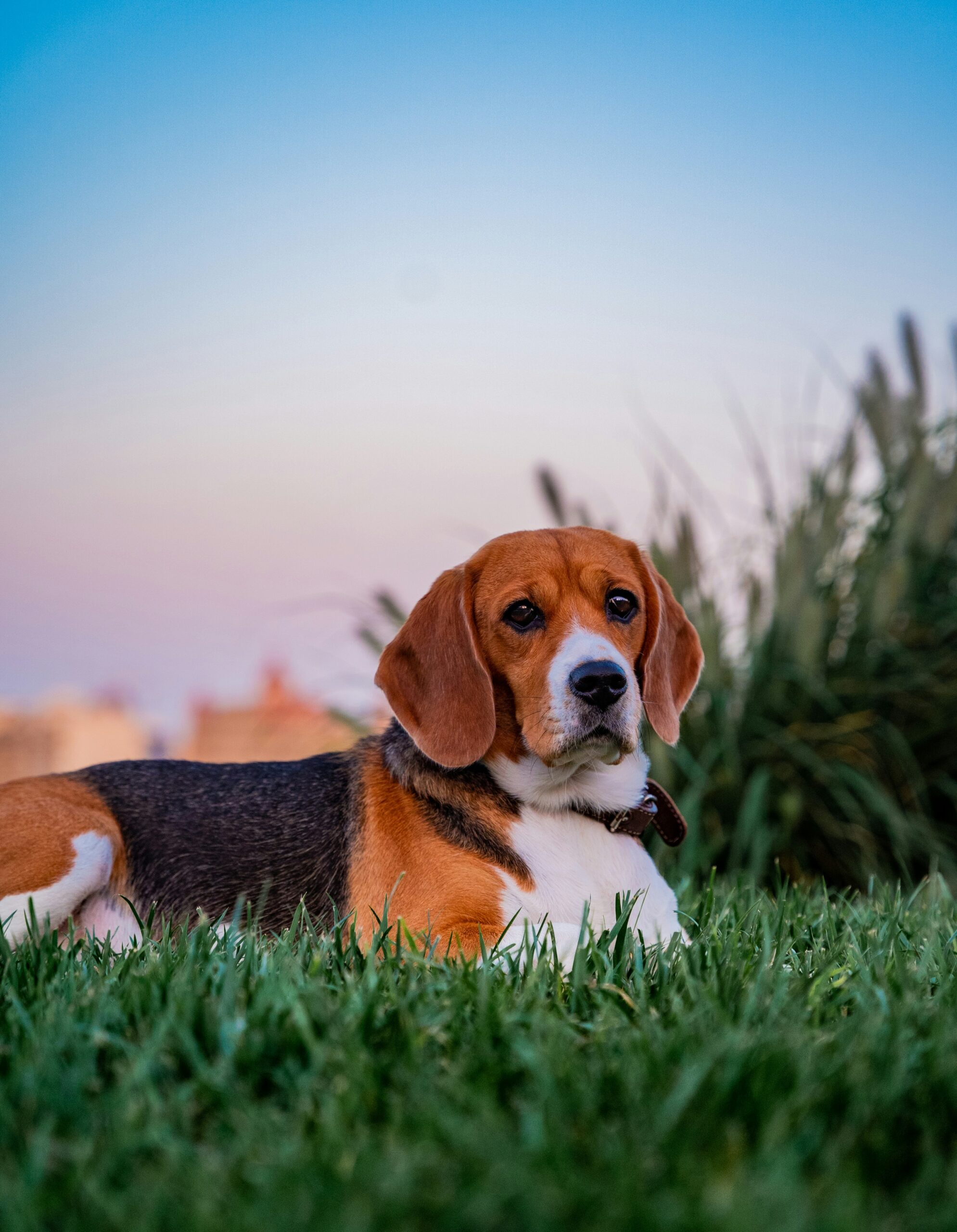 Beagle resting in the grass during sunset with a city skyline in the background