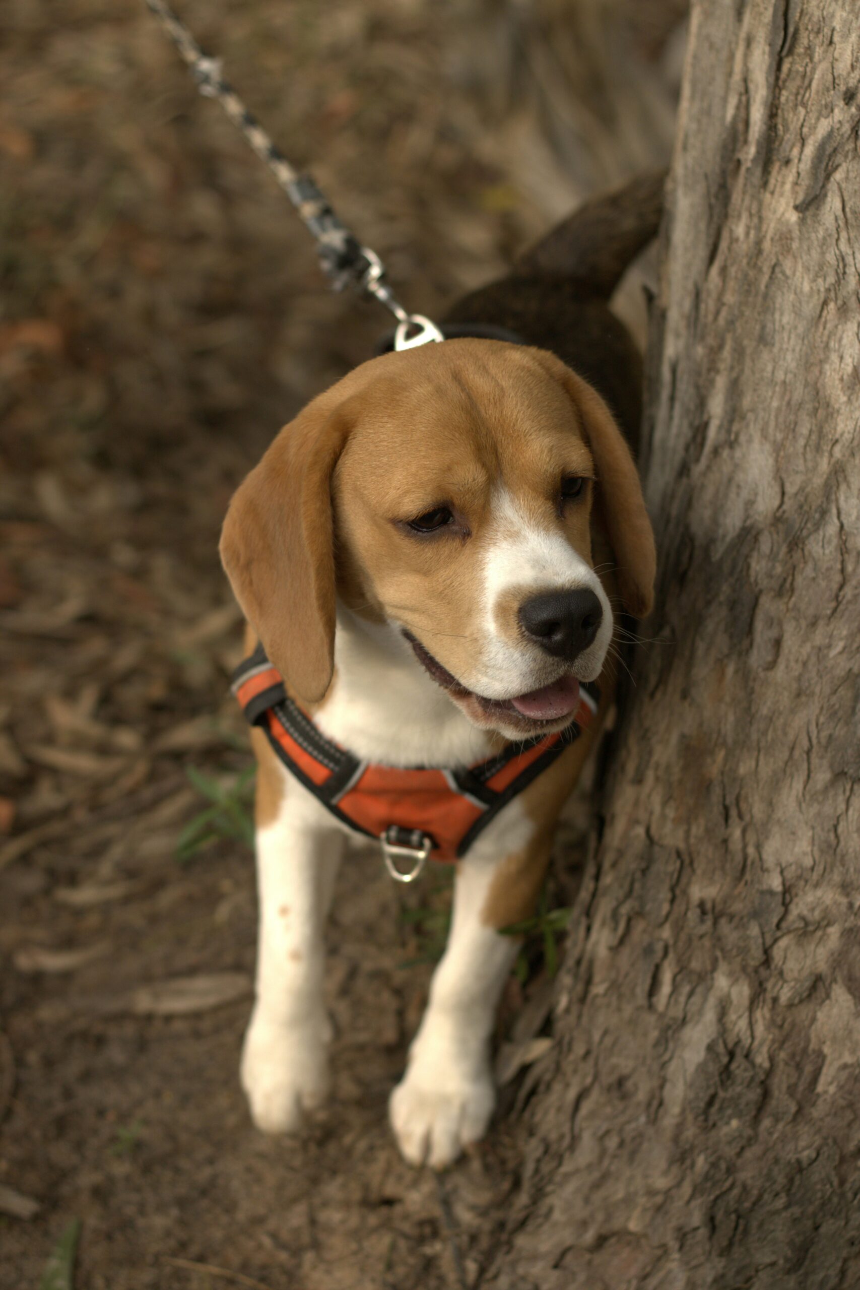 Beagle puppy on a leash wearing an orange harness next to a tree.