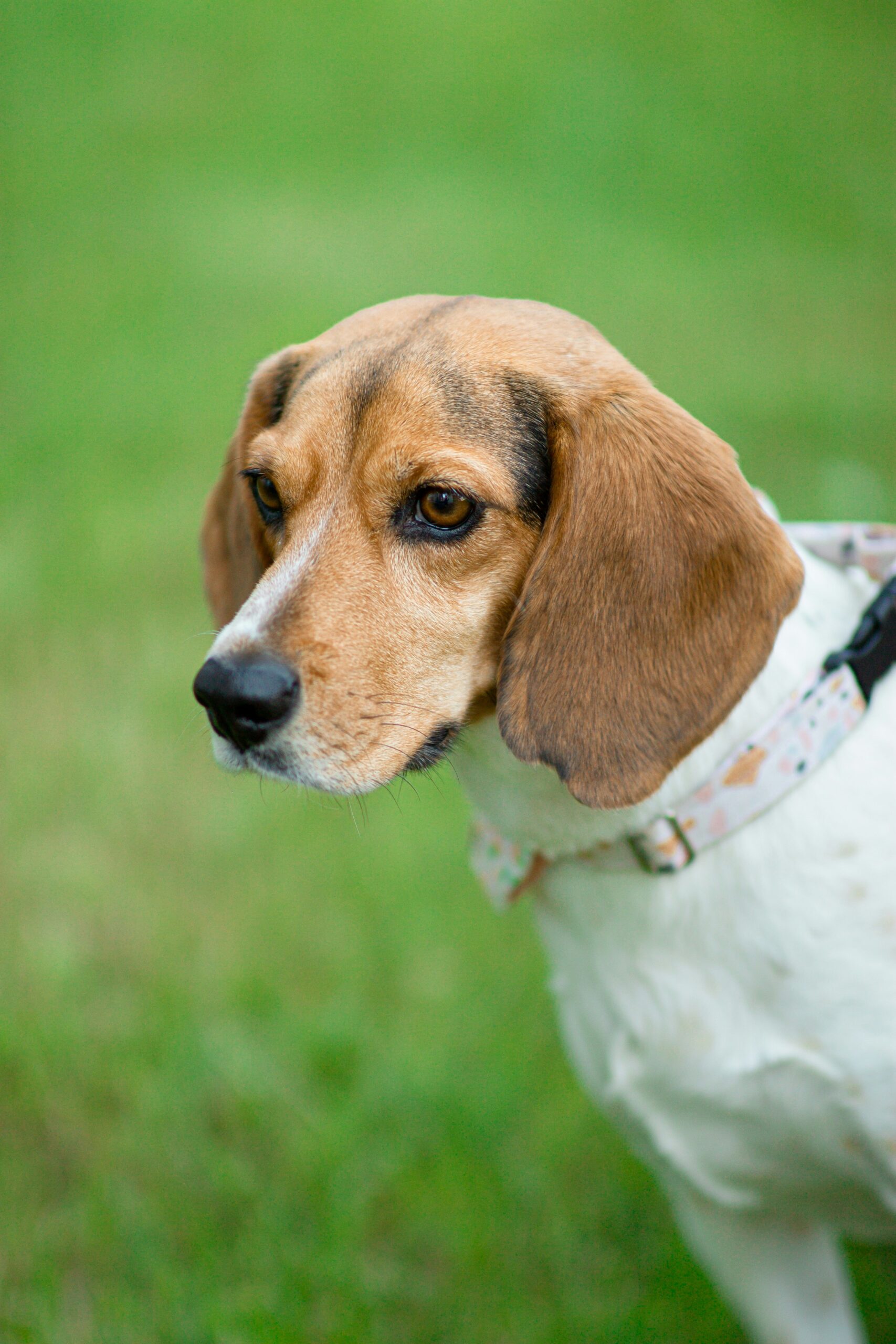 Close-up of a beagle wearing a cute pastel collar, standing on a green lawn