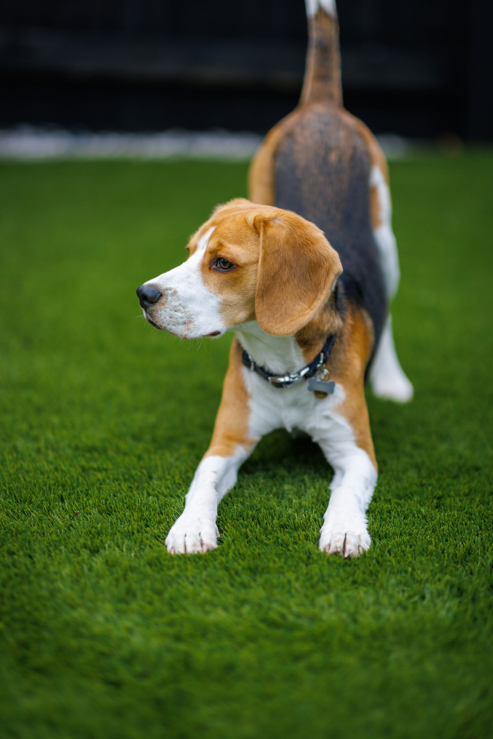 Playful beagle stretching on green grass, ready for action