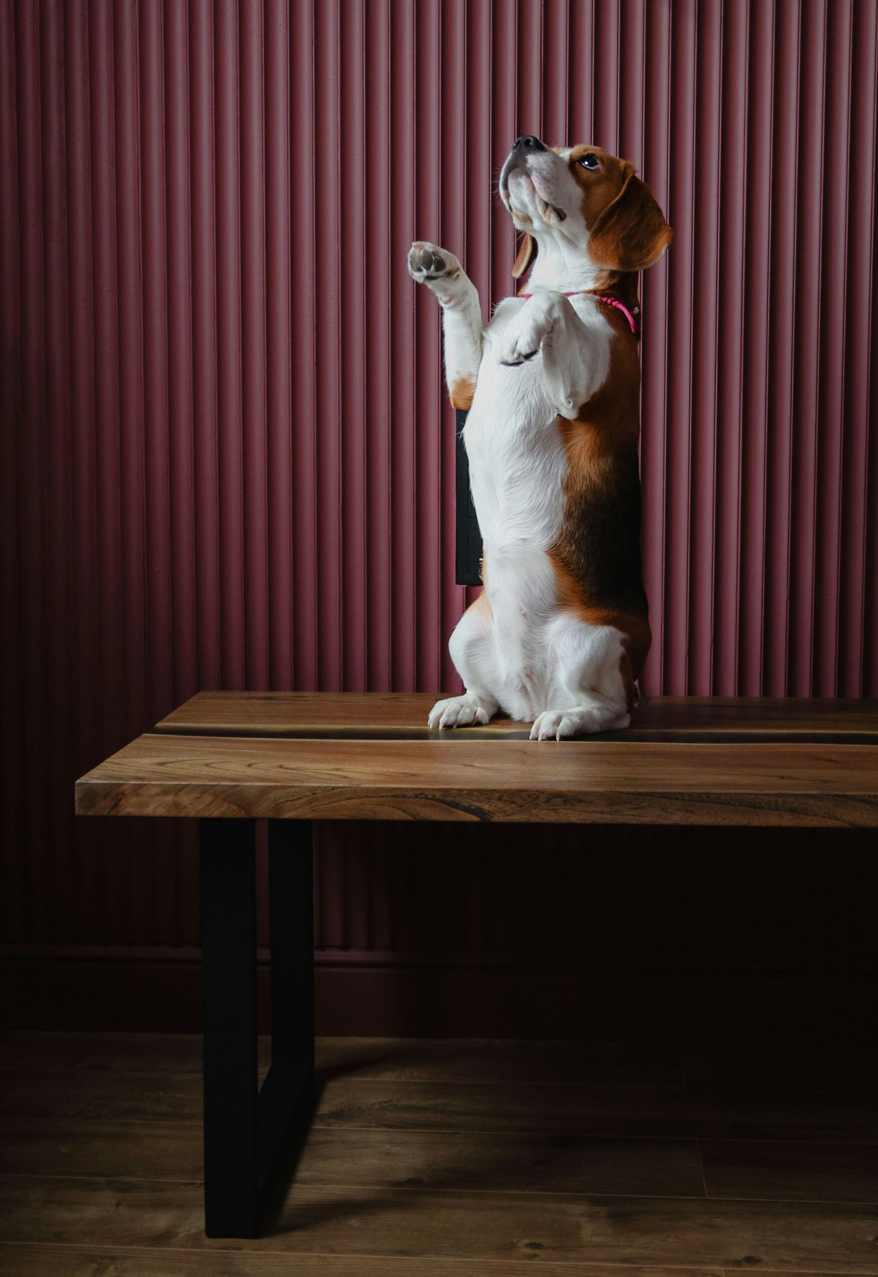 Beagle standing upright on hind legs on a wooden table against red backdrop