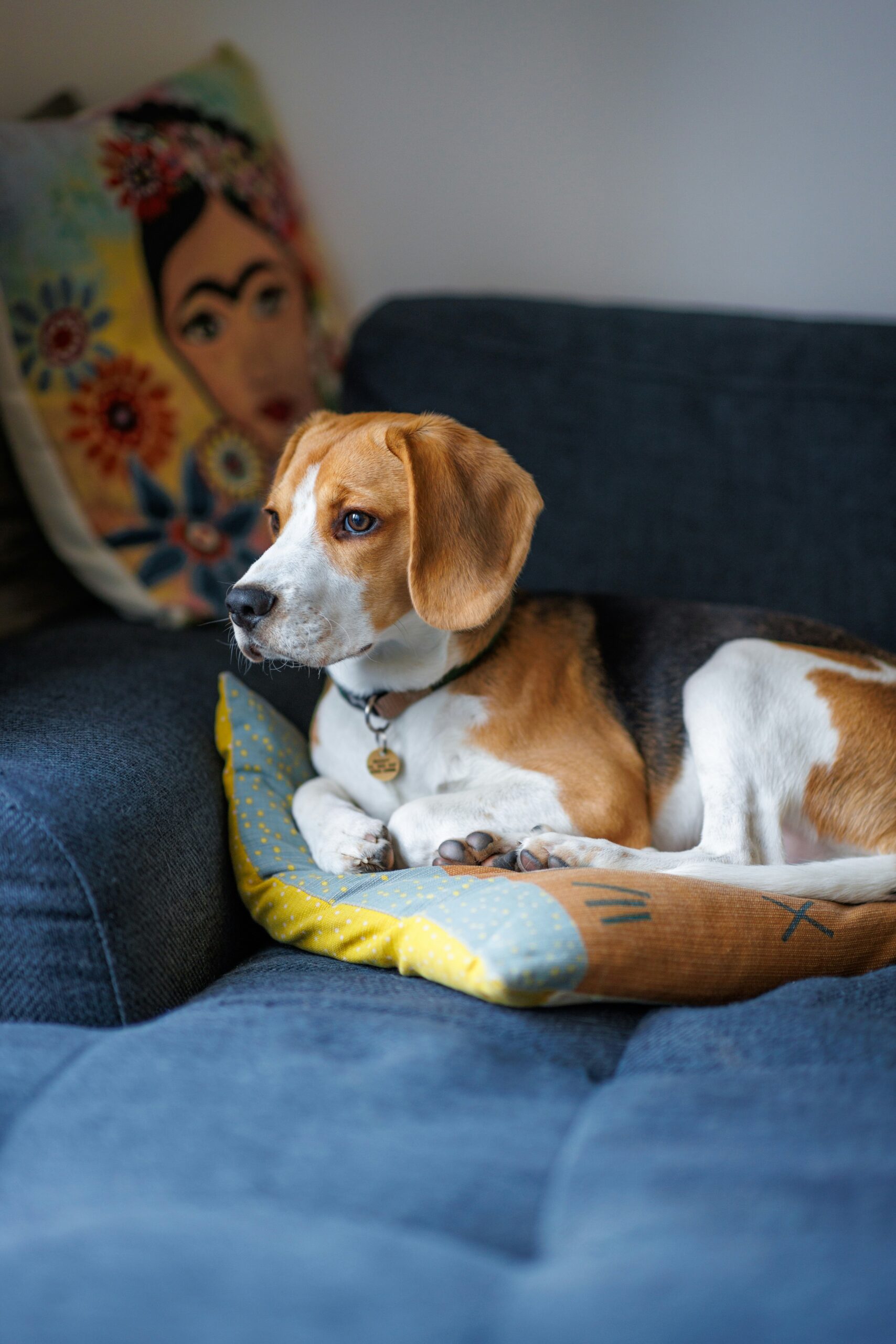 Beagle relaxing on a blue sofa with colorful pillows in the background