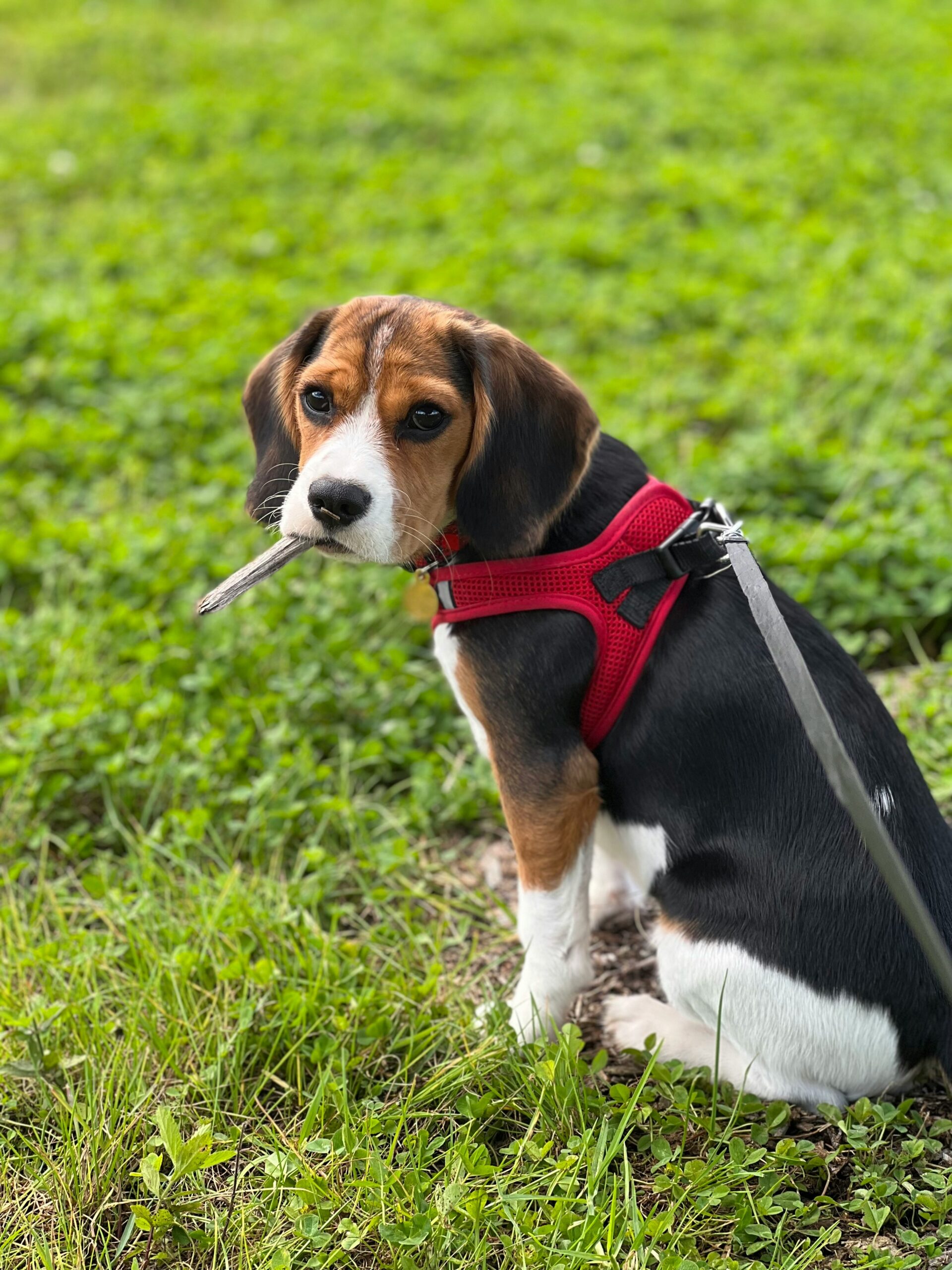 Beagle puppy with red harness sitting on grass, holding a stick