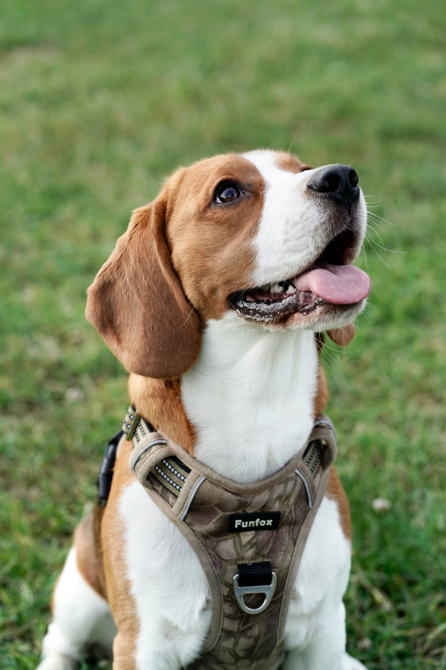 Happy beagle sitting on grass wearing a beige Funfox harness