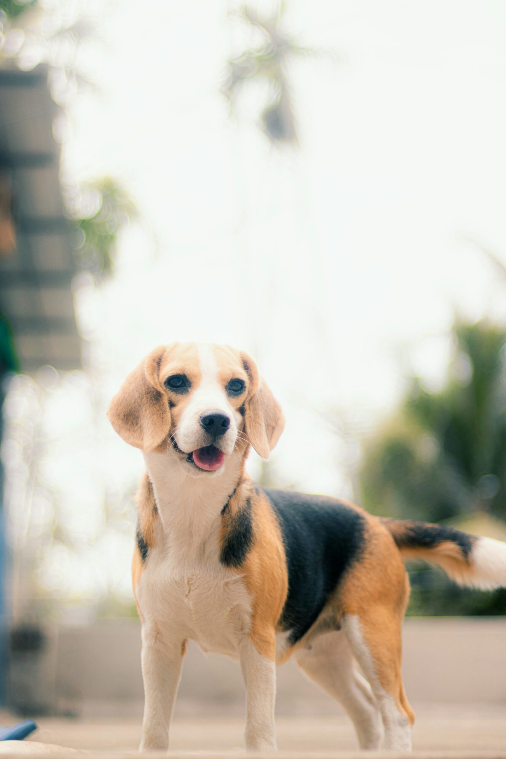 Cheerful beagle standing outdoors on a sunny day, tongue out