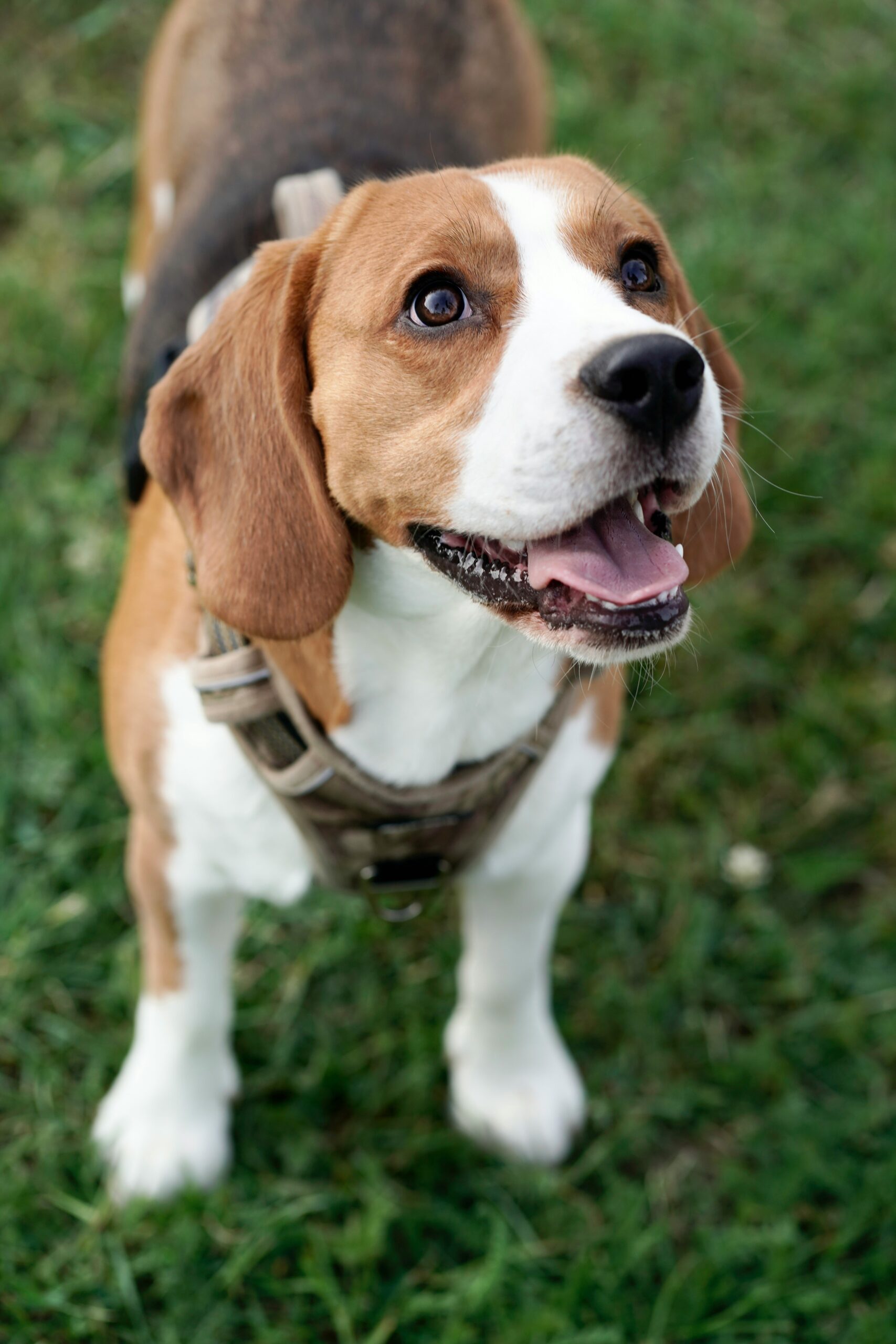 Close-up of smiling beagle in harness on green grass