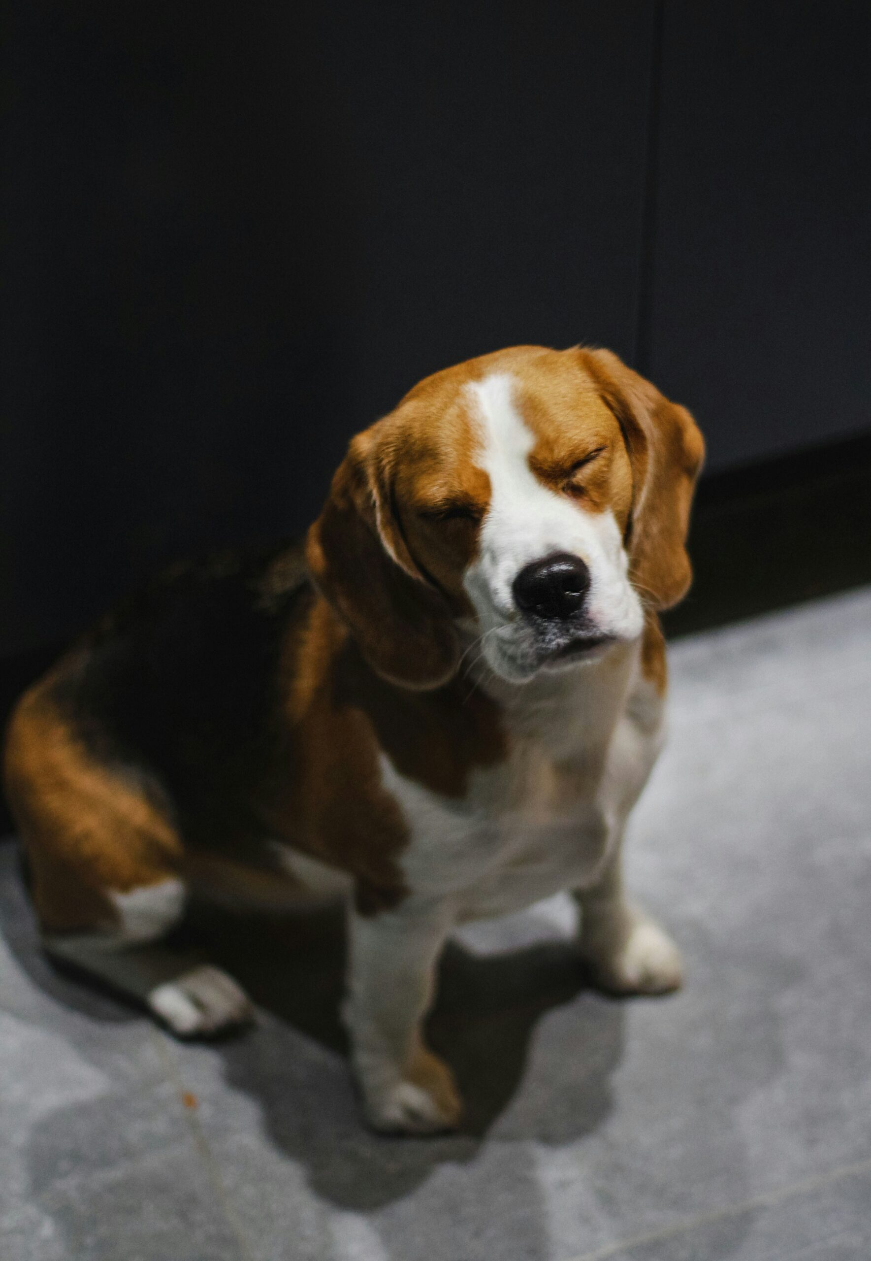 Beagle with eyes closed sitting on tiled floor in a dim room