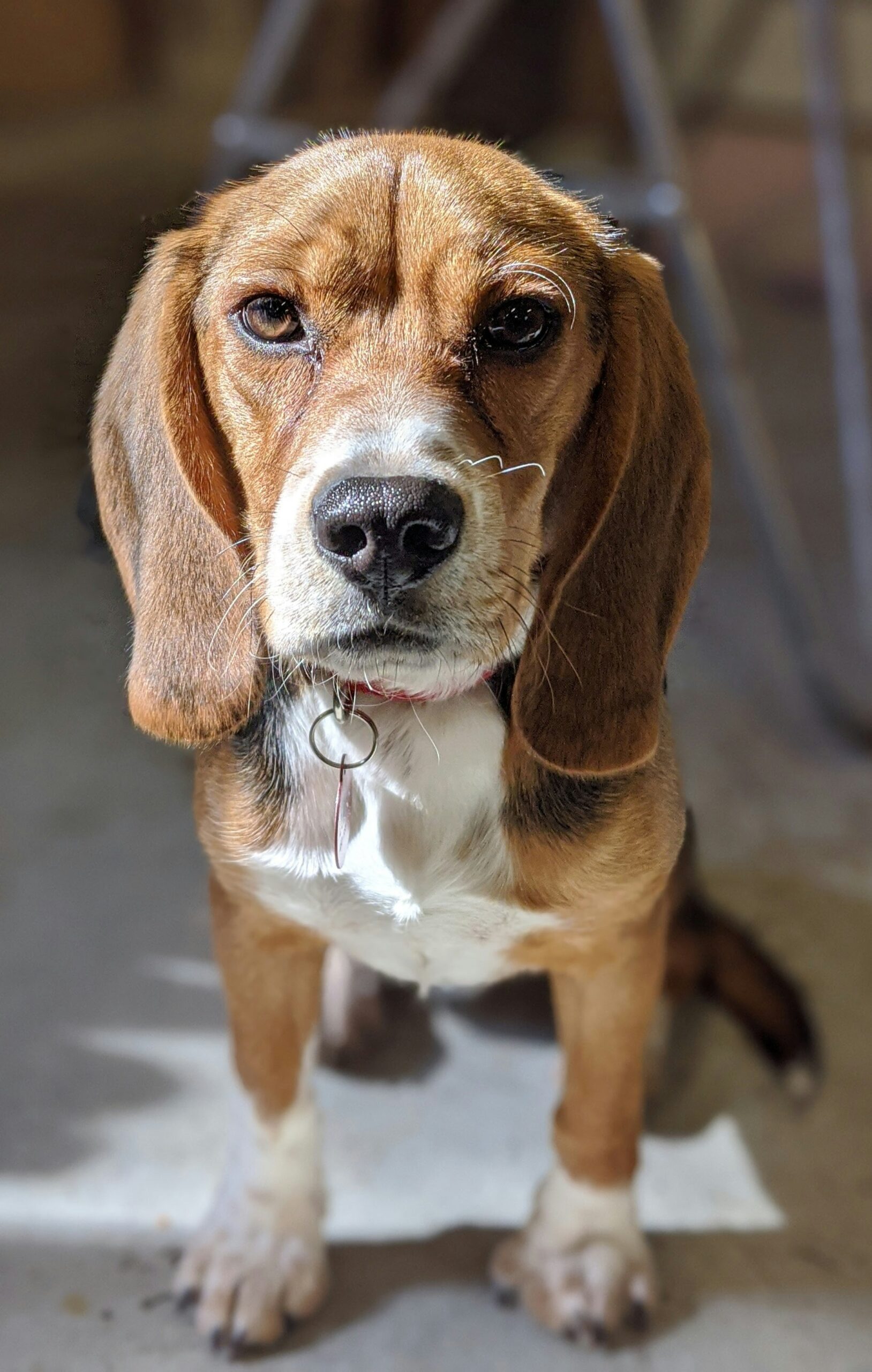 Serious beagle sitting in sunlight, showing expressive face