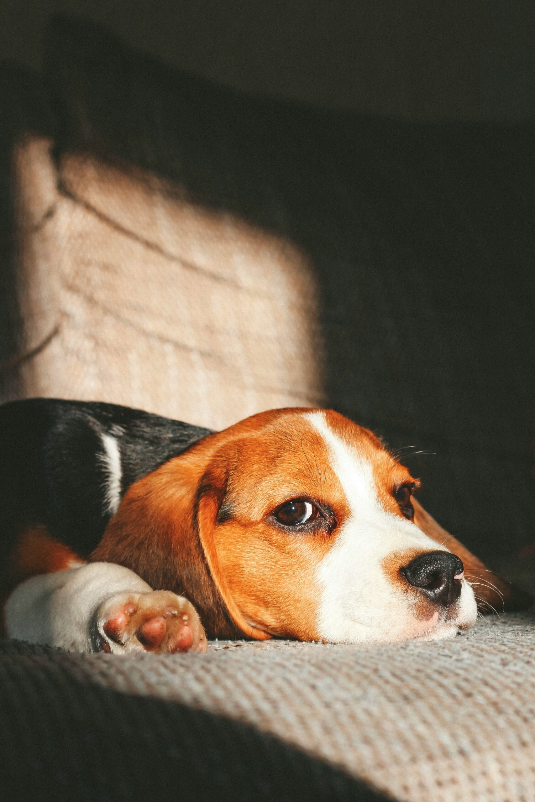 Beagle puppy lounging on a sofa with sunlight highlighting its face.