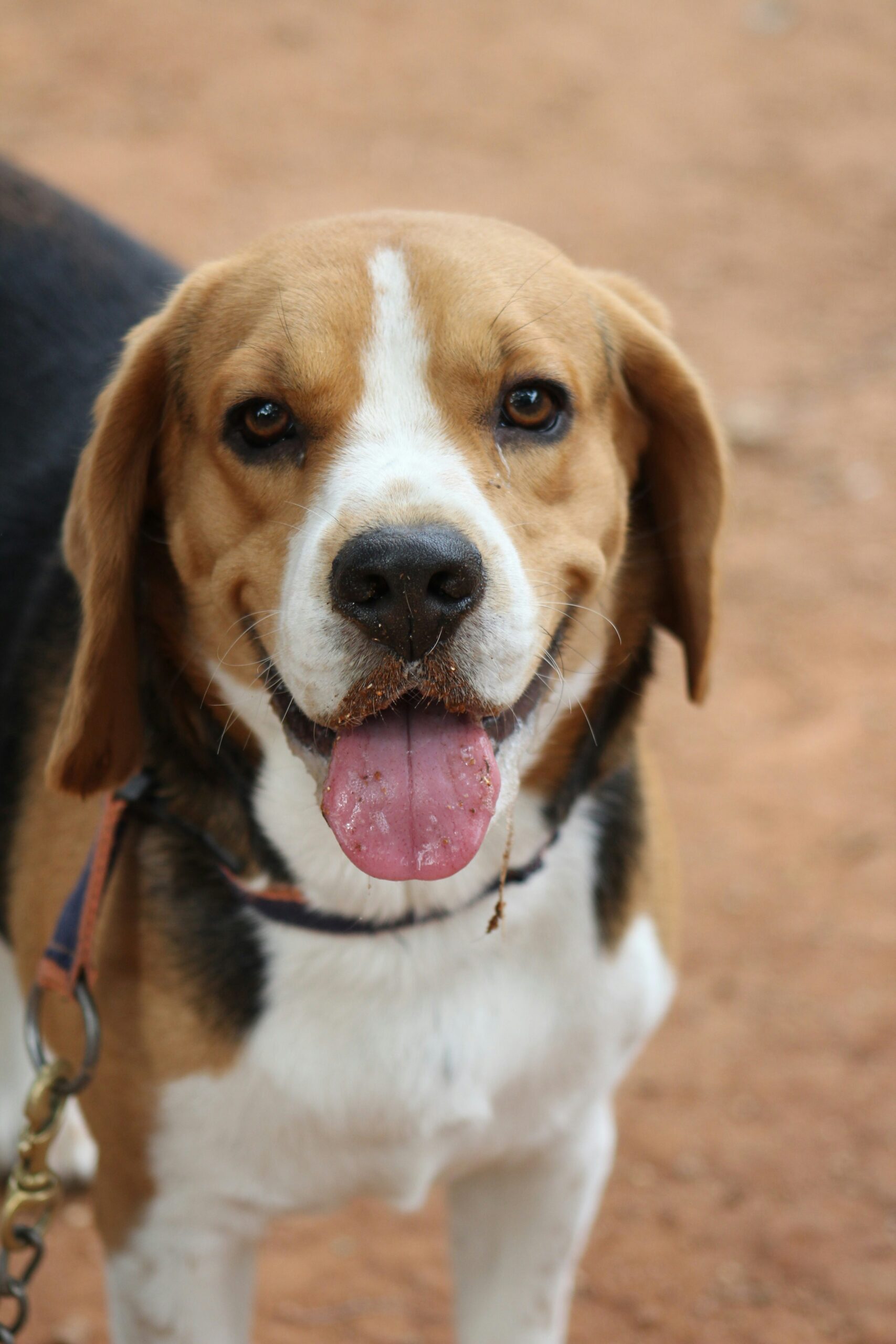 Beagle with sandy tongue smiling outdoors on a dirt path
