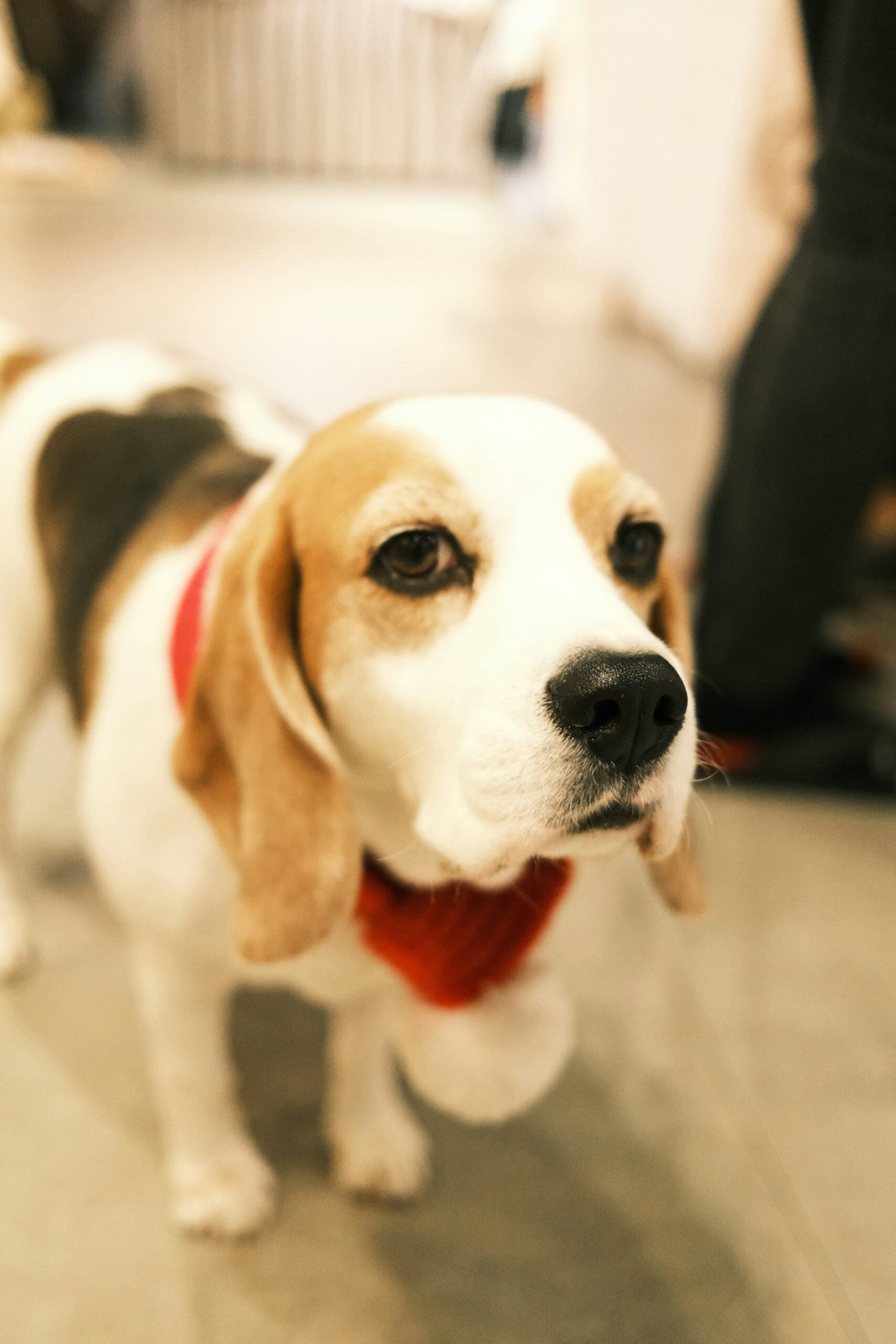 Beagle dog wearing a red scarf standing indoors with a calm expression