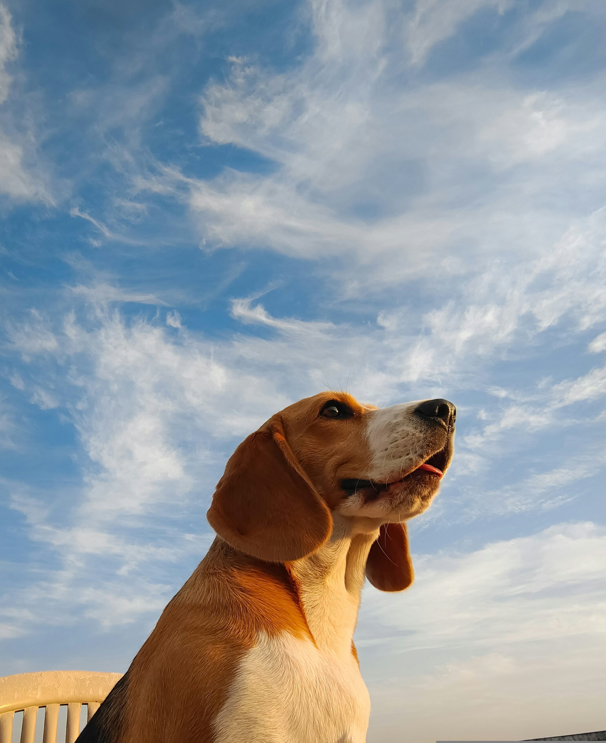 Beagle dog sitting outdoors under a blue sky with white clouds