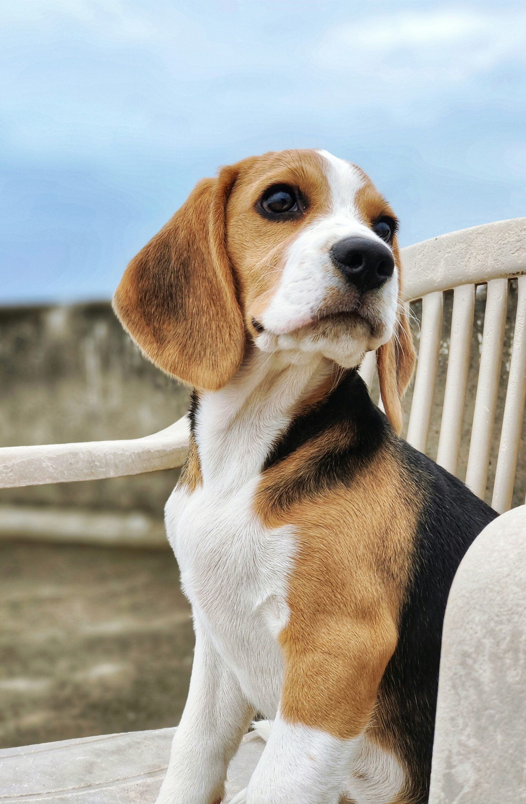Young beagle dog sitting on a plastic chair outdoors with a cloudy sky background