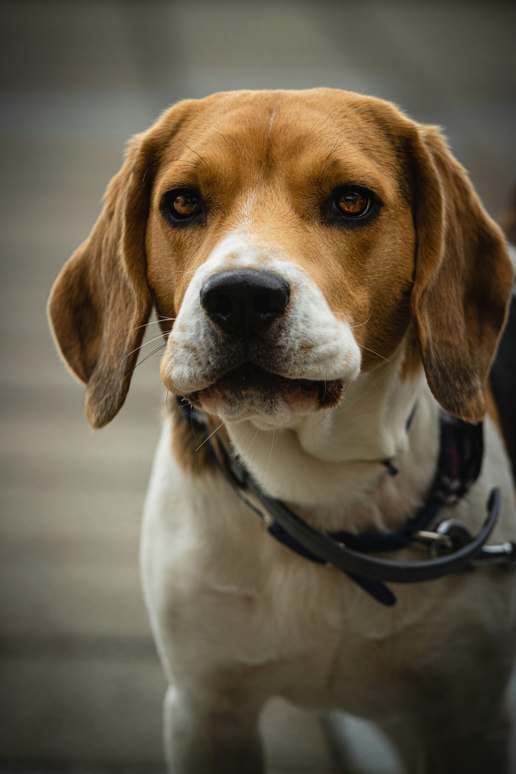 Close-up of a beagle dog's face with focused brown eyes and a black collar