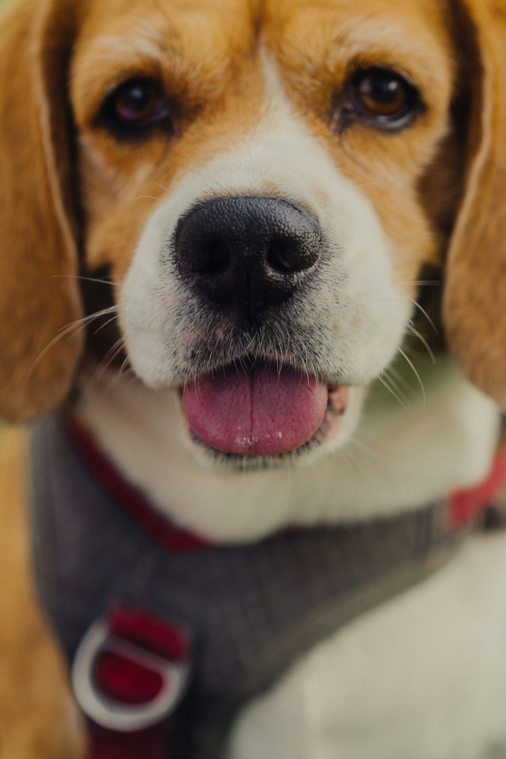Beagle dog close-up wearing a grey harness and showing its tongue