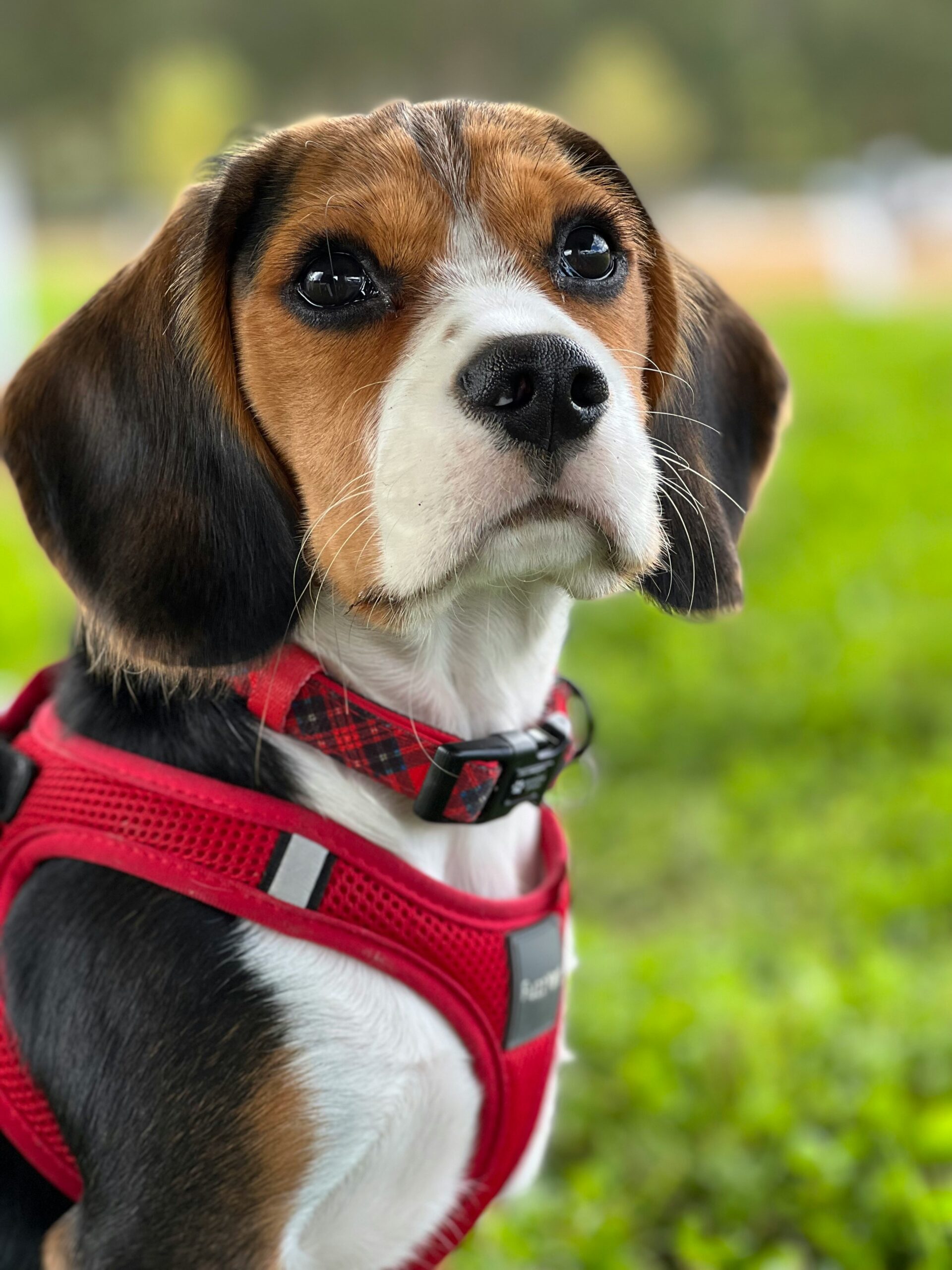 Beagle puppy wearing a red harness sitting on grass looking curious