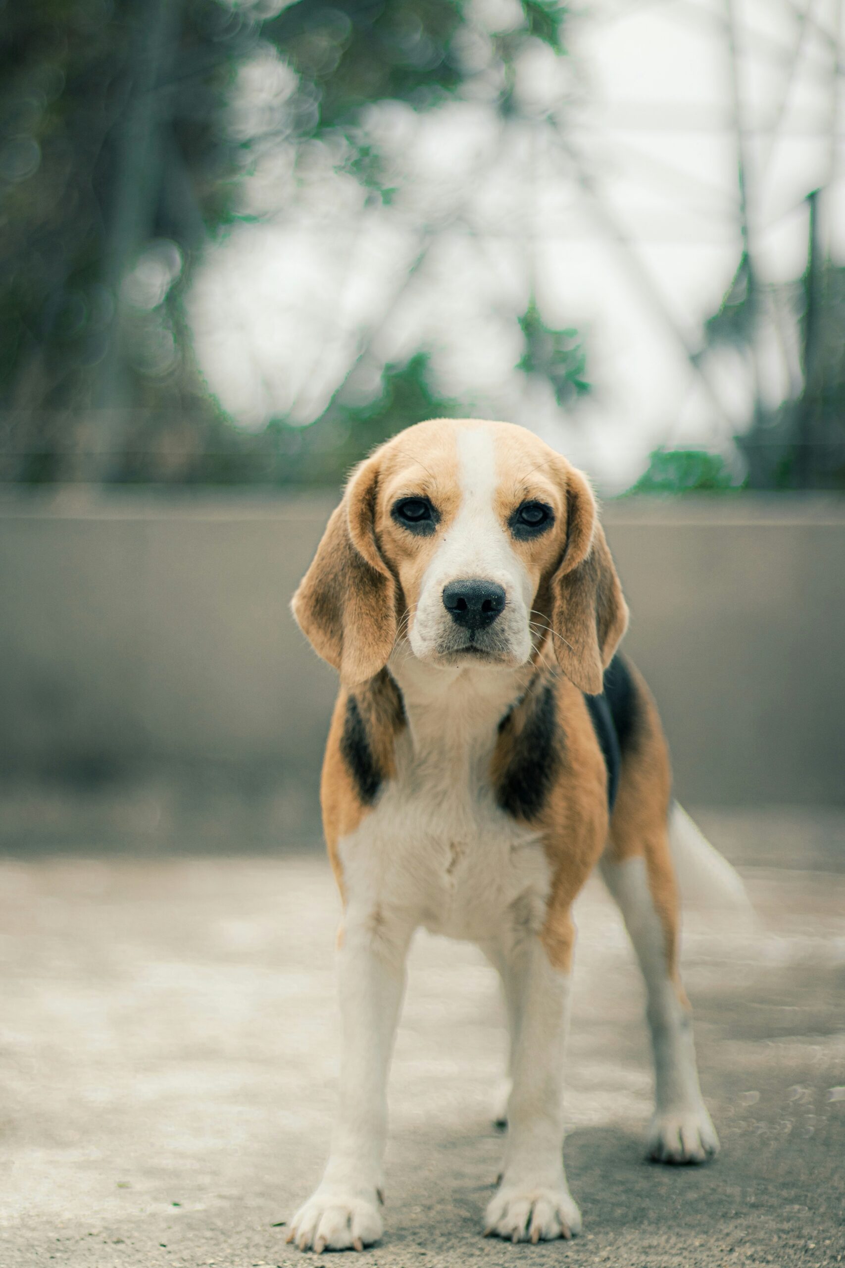 Beagle dog standing outdoors on concrete ground with a blurred natural background