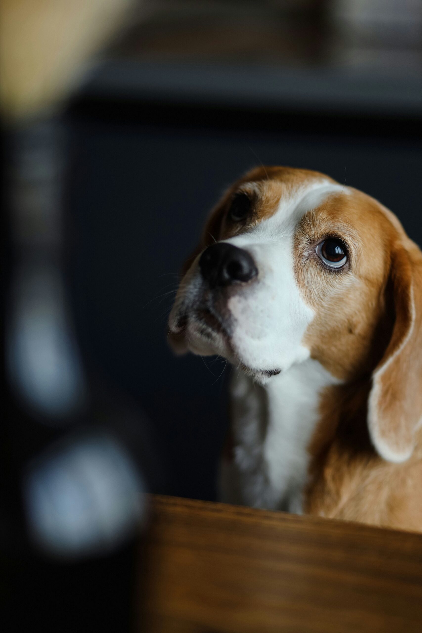 Beagle dog looking up with big eyes in a dim indoor setting