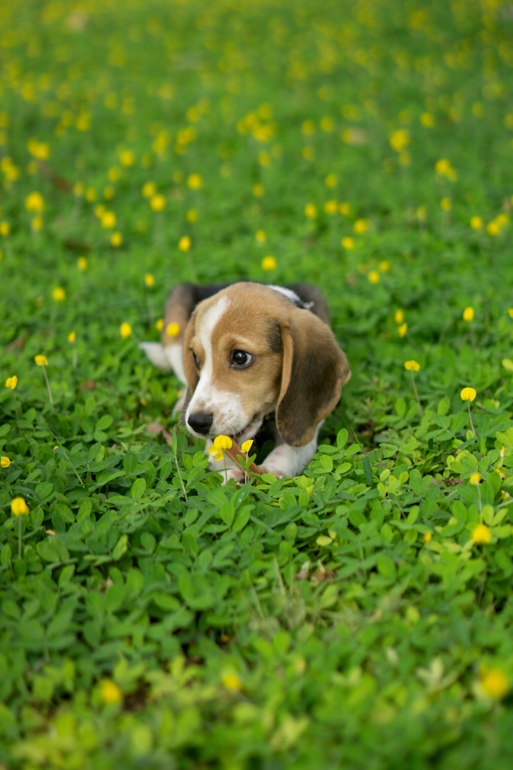 Beagle puppy playing in a field of clover and yellow flowers.