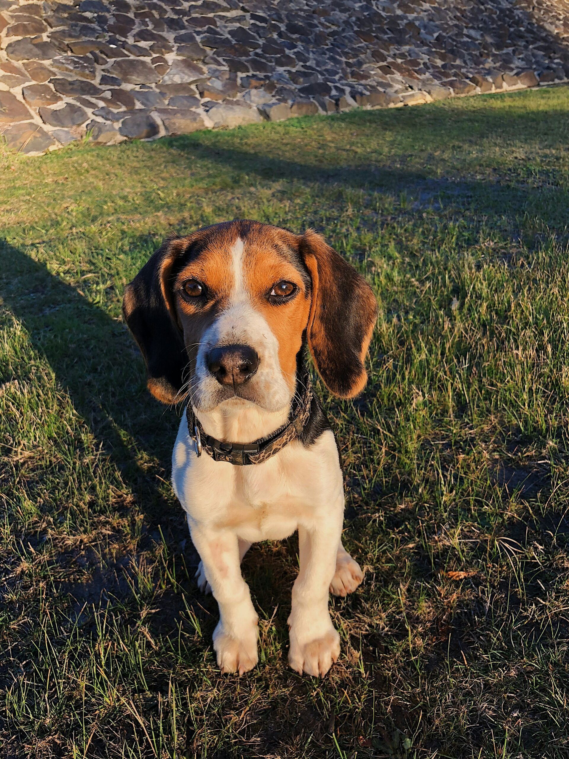 Beagle puppy sitting on grass in front of a stone wall during golden hour sunlight