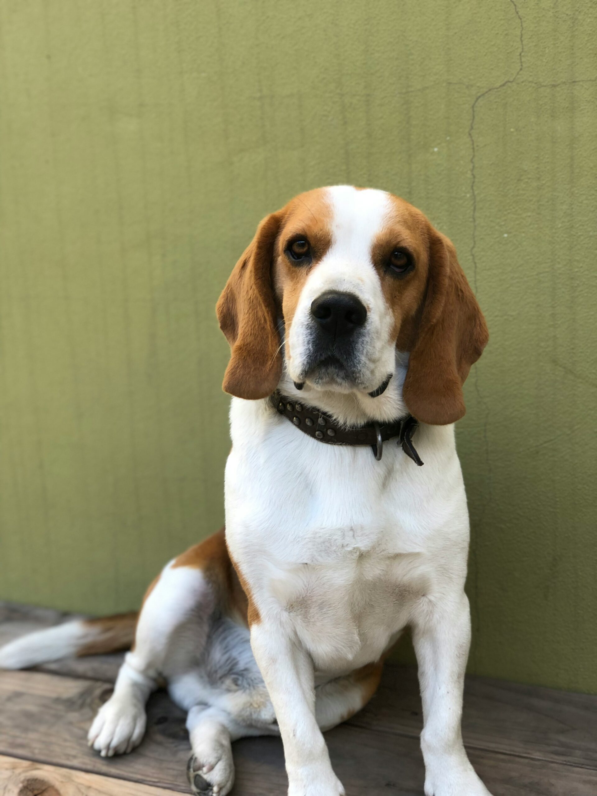 Beagle sitting against a green textured wall with a calm and relaxed expression.