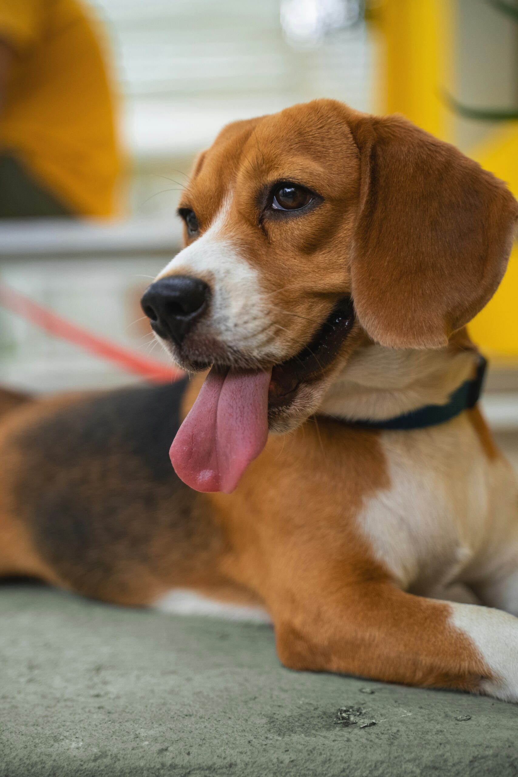 Beagle laying down with tongue out, looking happy and relaxed outdoors.