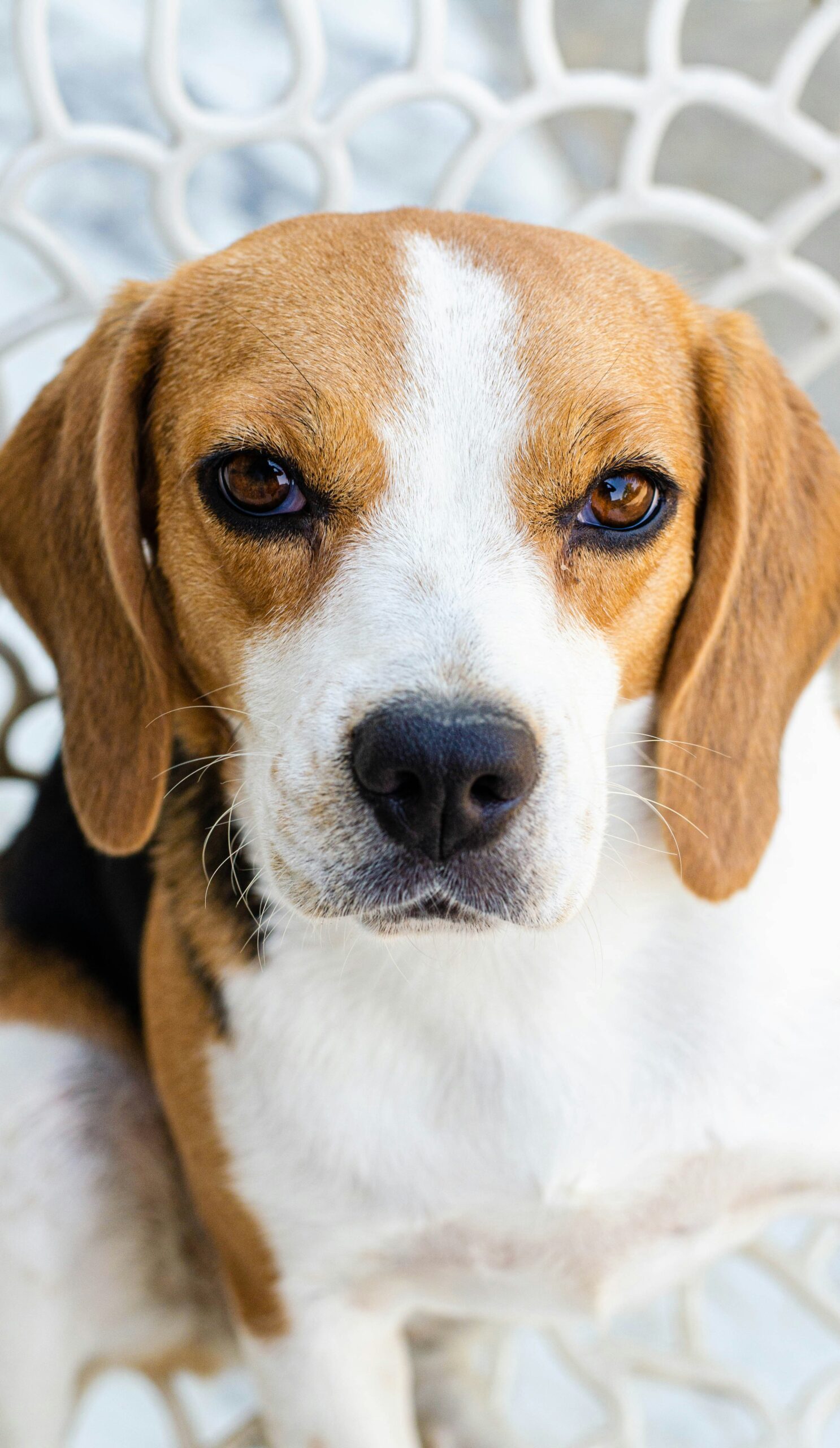 Close-up portrait of a beagle with deep brown eyes and white patterned fur.