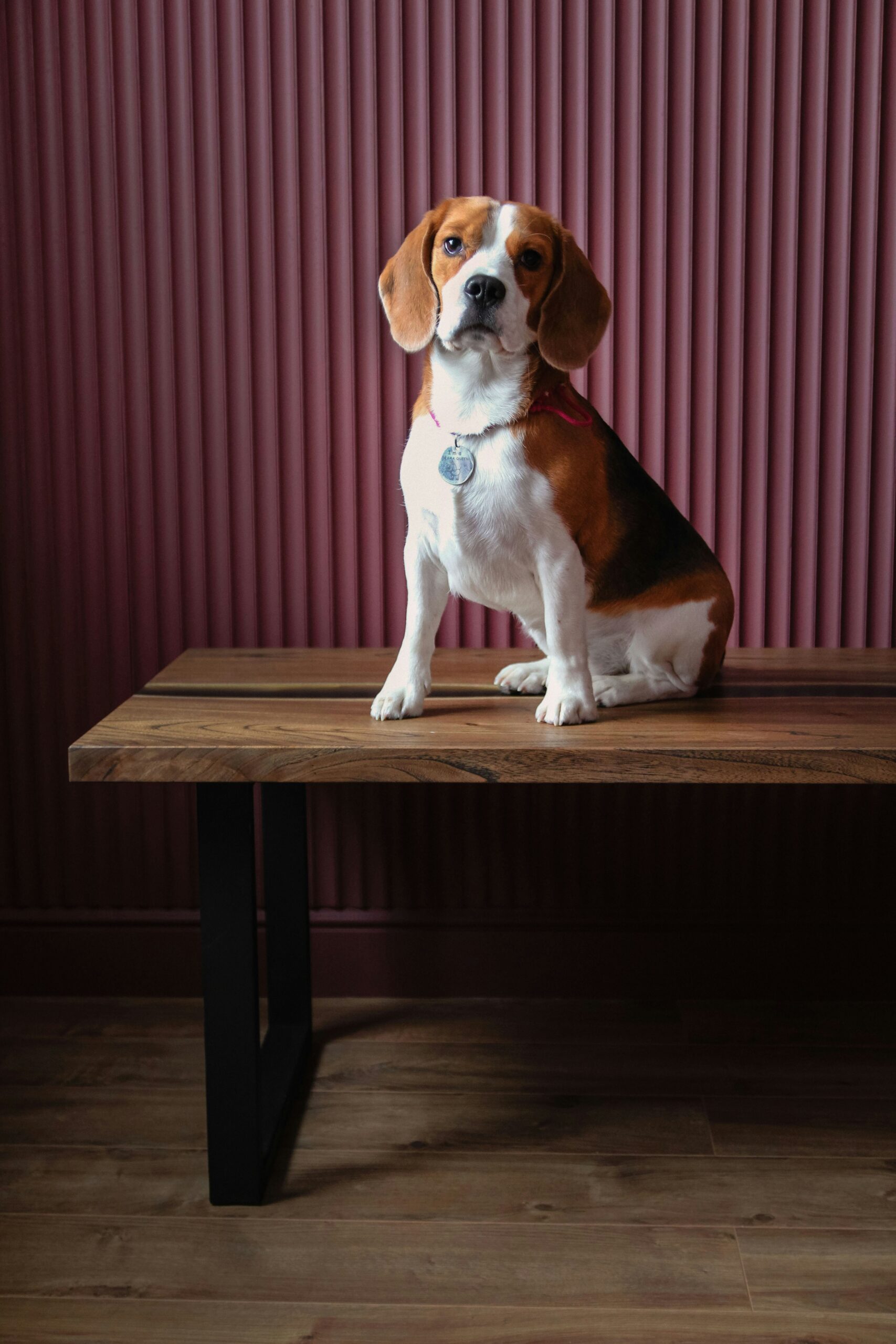 Beagle sitting on a wooden table in front of a red ribbed wall, looking attentive.