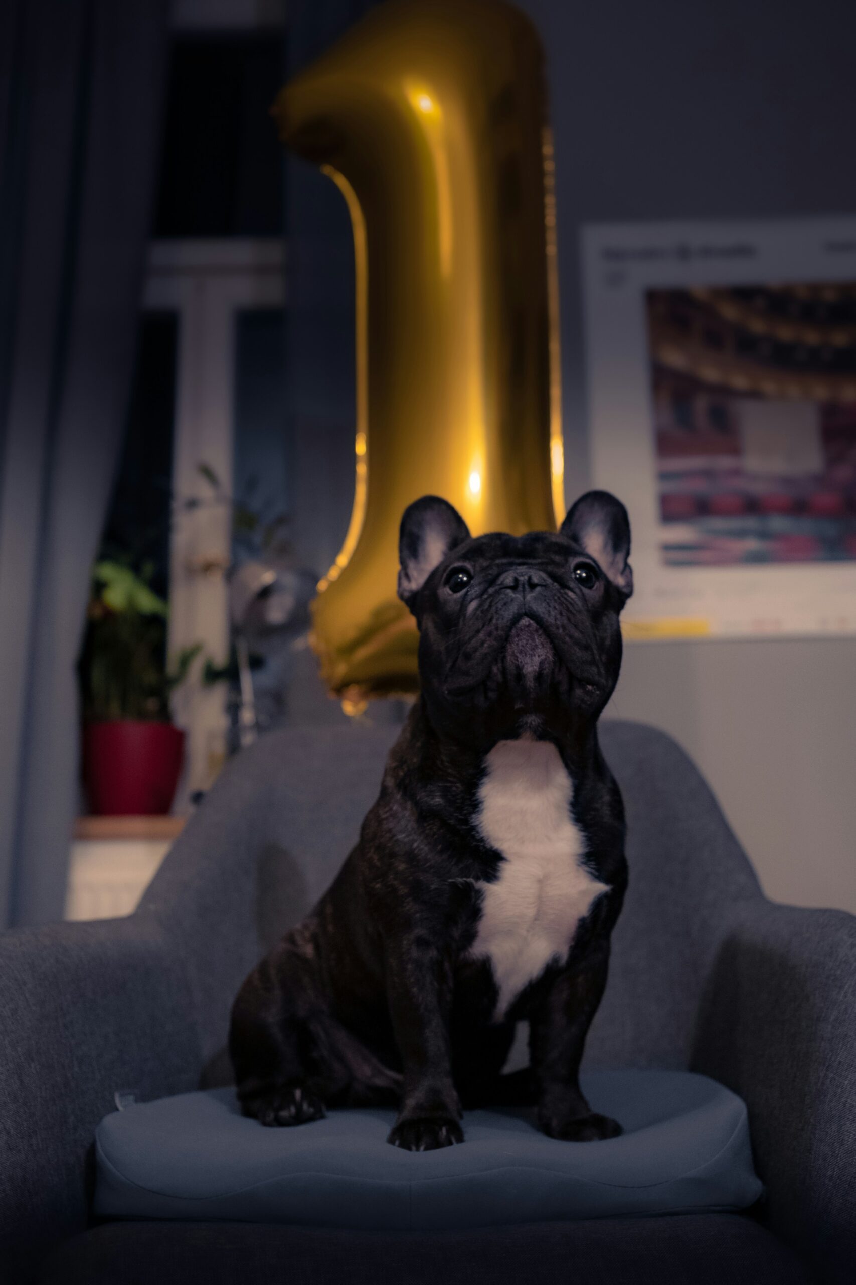 French Bulldog sitting on a chair with a gold balloon number one in the background, celebrating a birthday.
