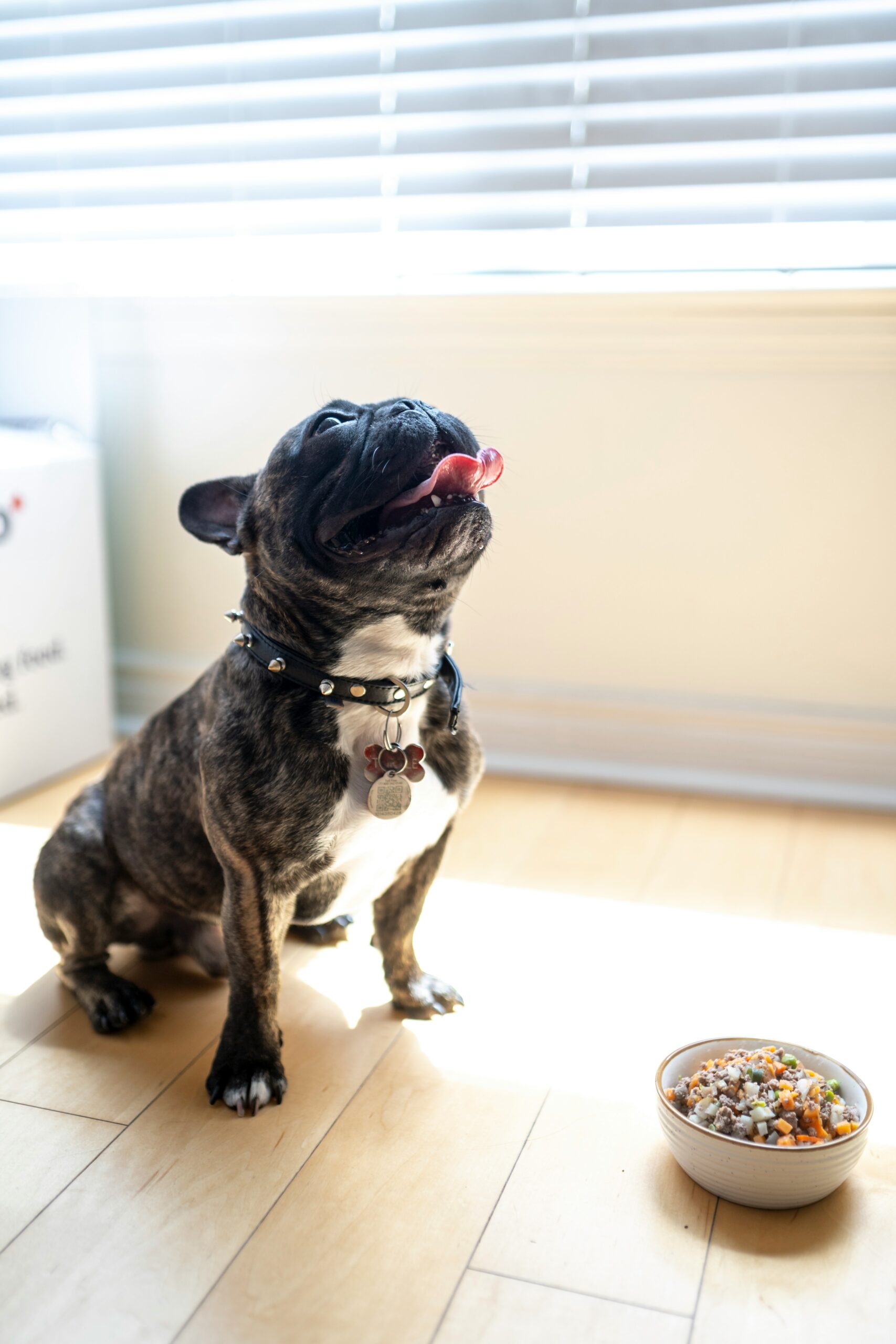 French Bulldog licking its lips while sitting next to a bowl of healthy dog food in a sunlit room.