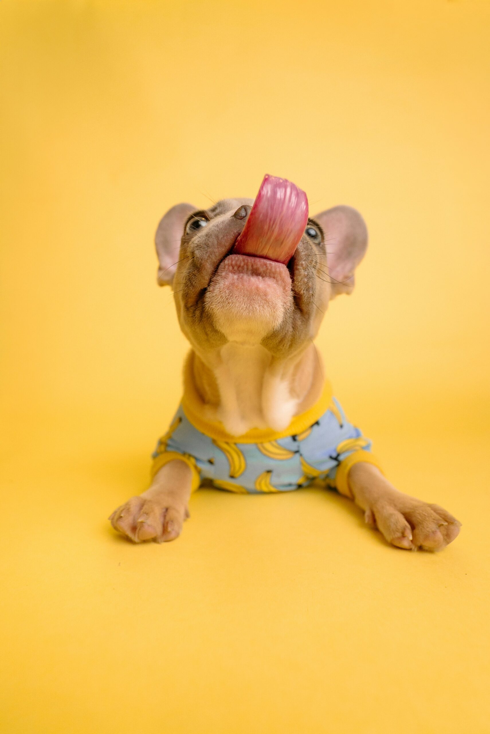 French Bulldog licking its nose while wearing a blue banana print shirt against a yellow background