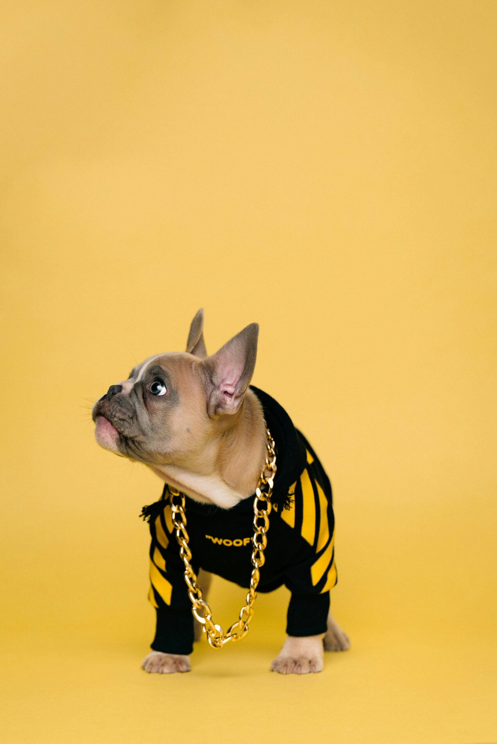 French Bulldog dressed in a black and yellow hoodie with a gold chain, posing against a yellow backdrop