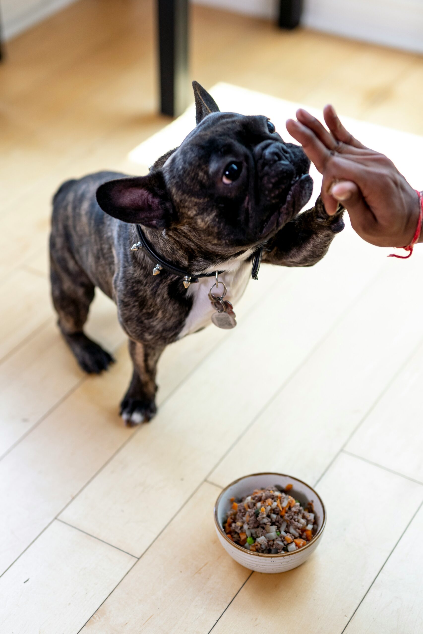 French Bulldog giving a paw to a person near a bowl of healthy dog food on a wooden floor