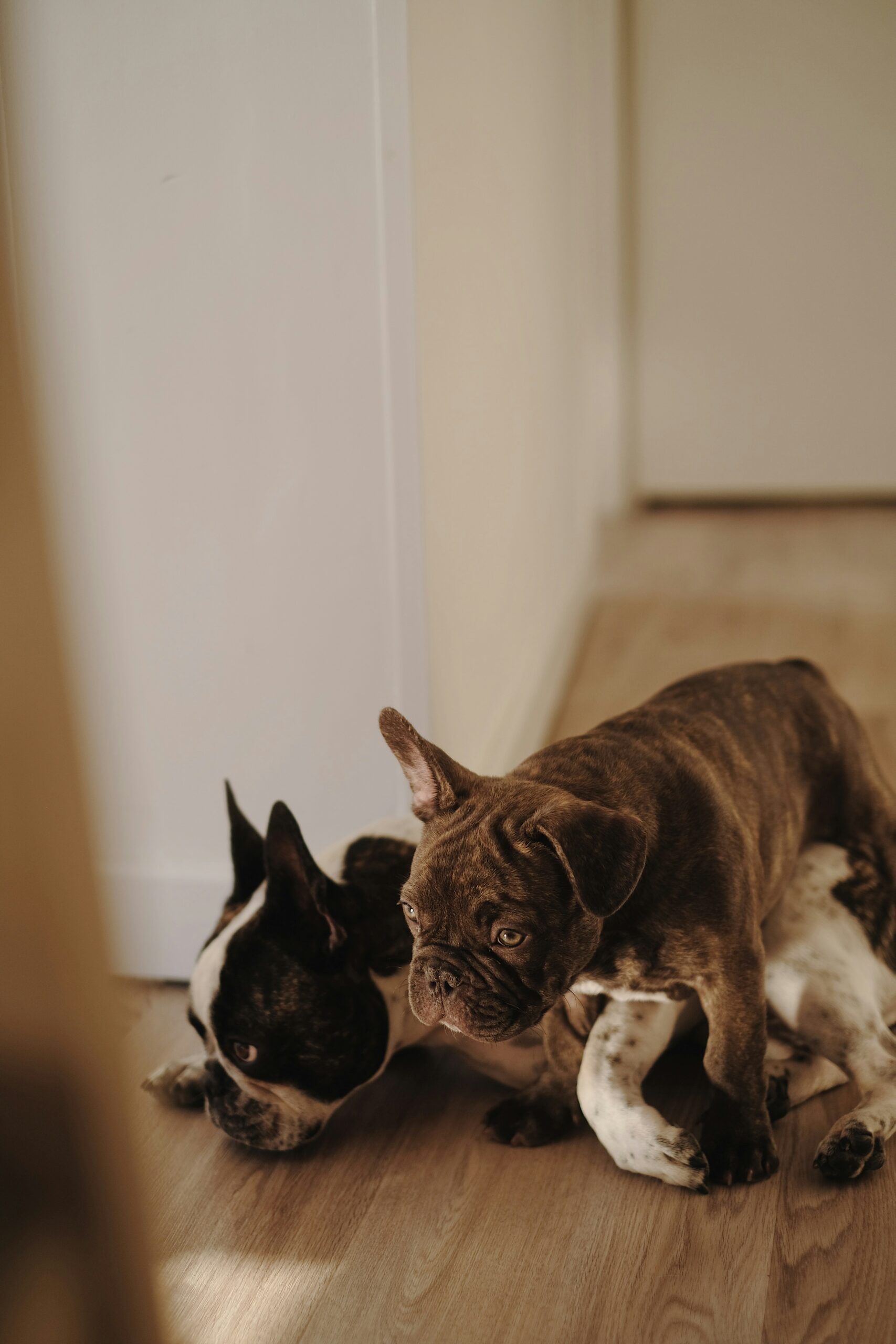 Two French Bulldogs cuddling on a wooden floor, one brown and one black and white