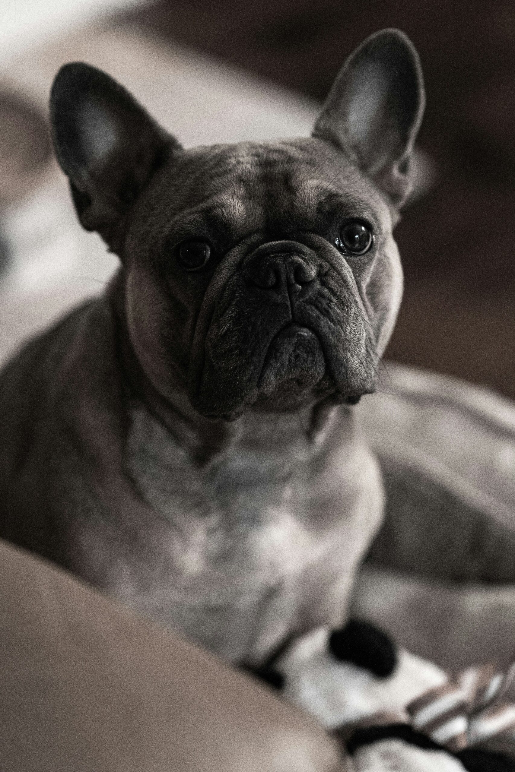 Close-up portrait of a serious French Bulldog sitting on a couch
