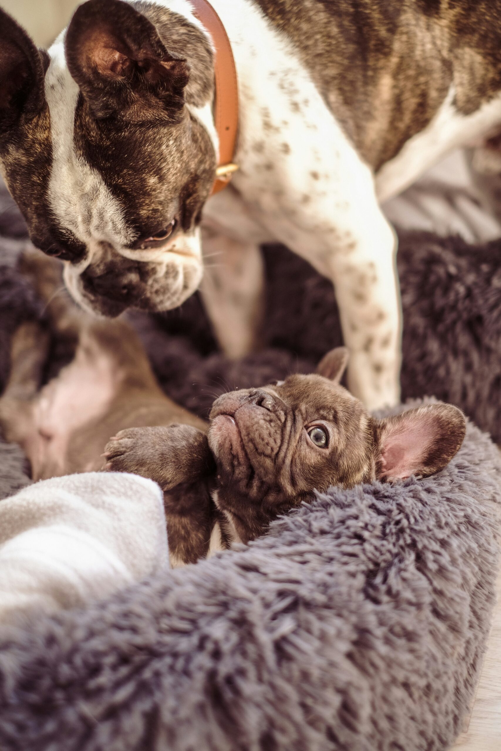 French Bulldog puppy lying in a soft dog bed, playing with an adult French Bulldog