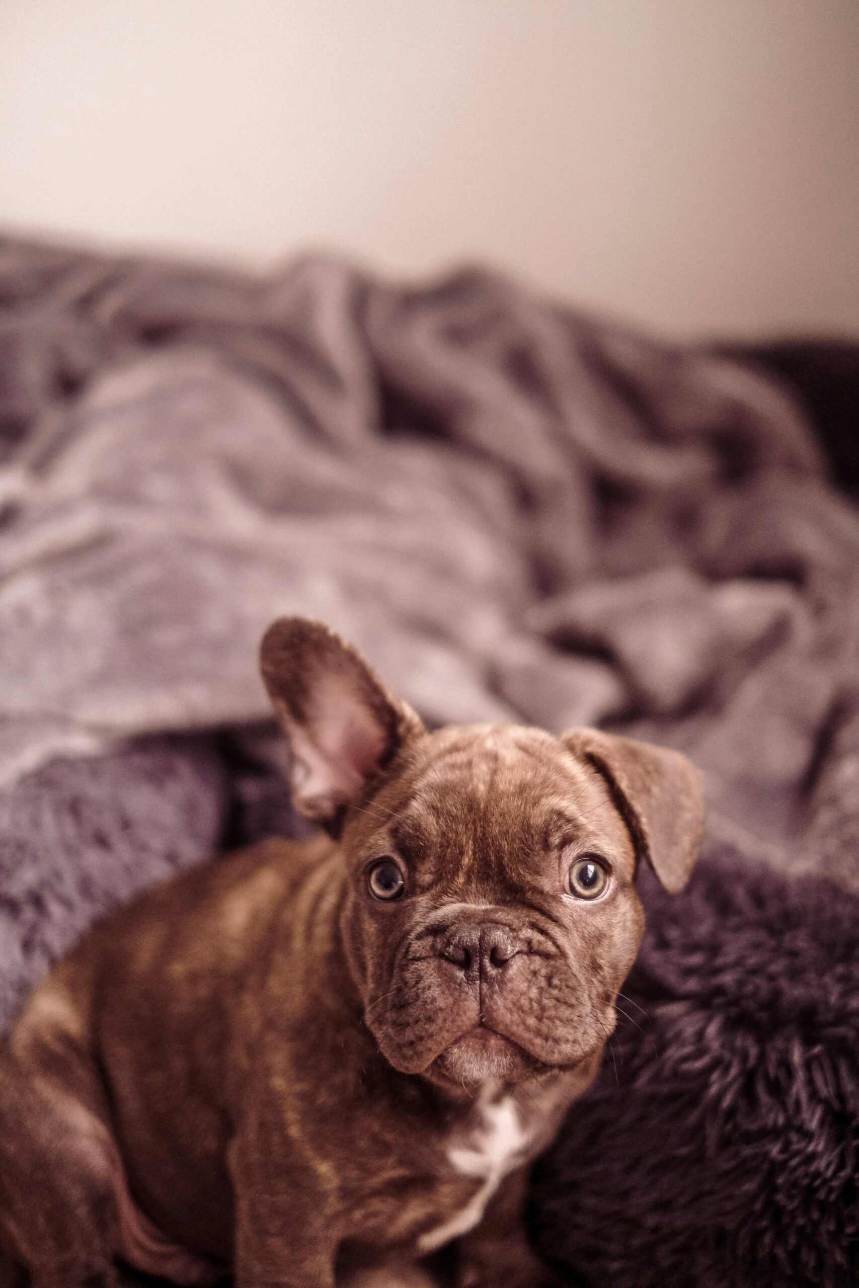 French Bulldog puppy sitting on a cozy bed, looking at the camera with a curious expression