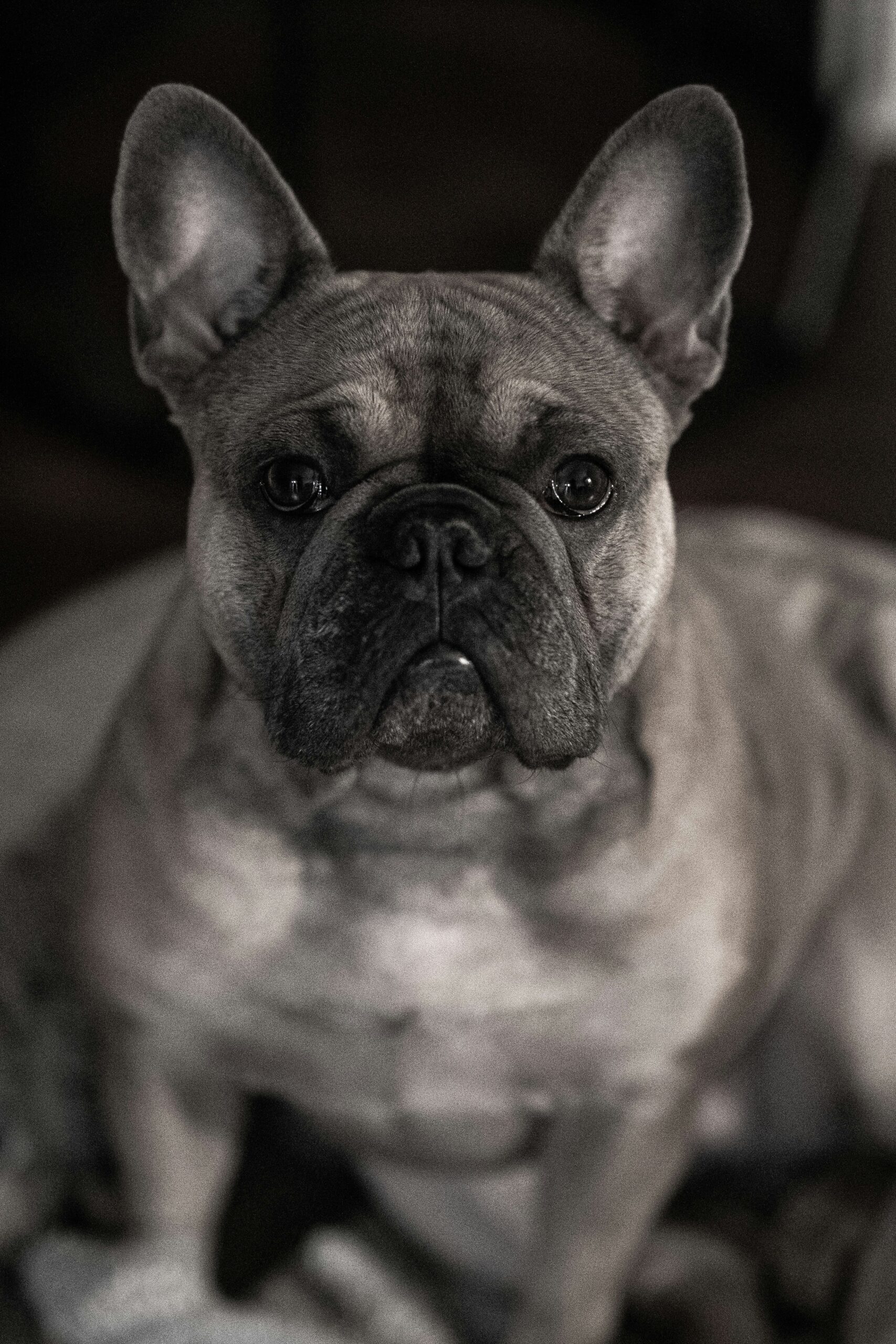 Black and white close-up portrait of a serious French Bulldog with dark background