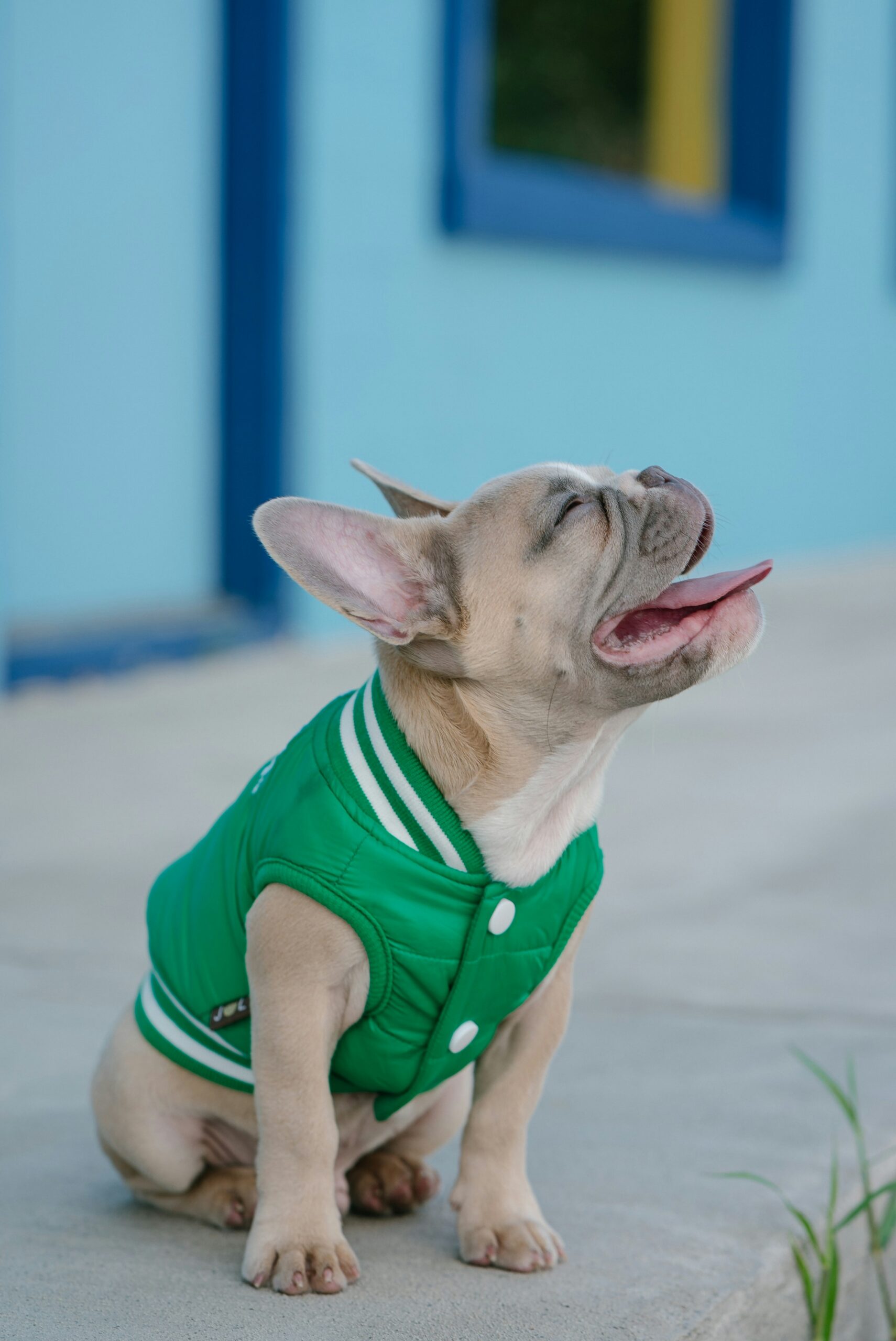 French Bulldog wearing a green jacket, sitting on a sidewalk with a blue building in the background