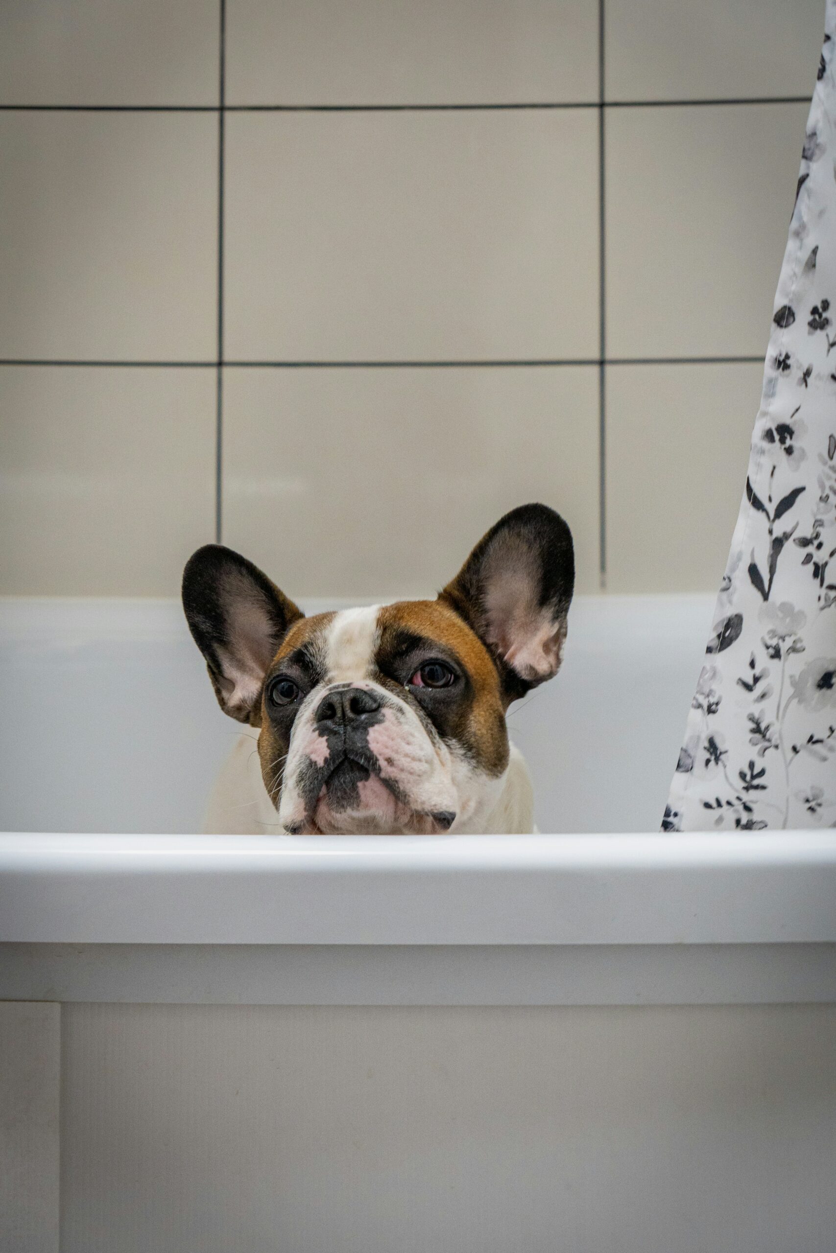 French Bulldog with a brown and white coat peeking from a white bathtub, bathroom setting with tiled walls.