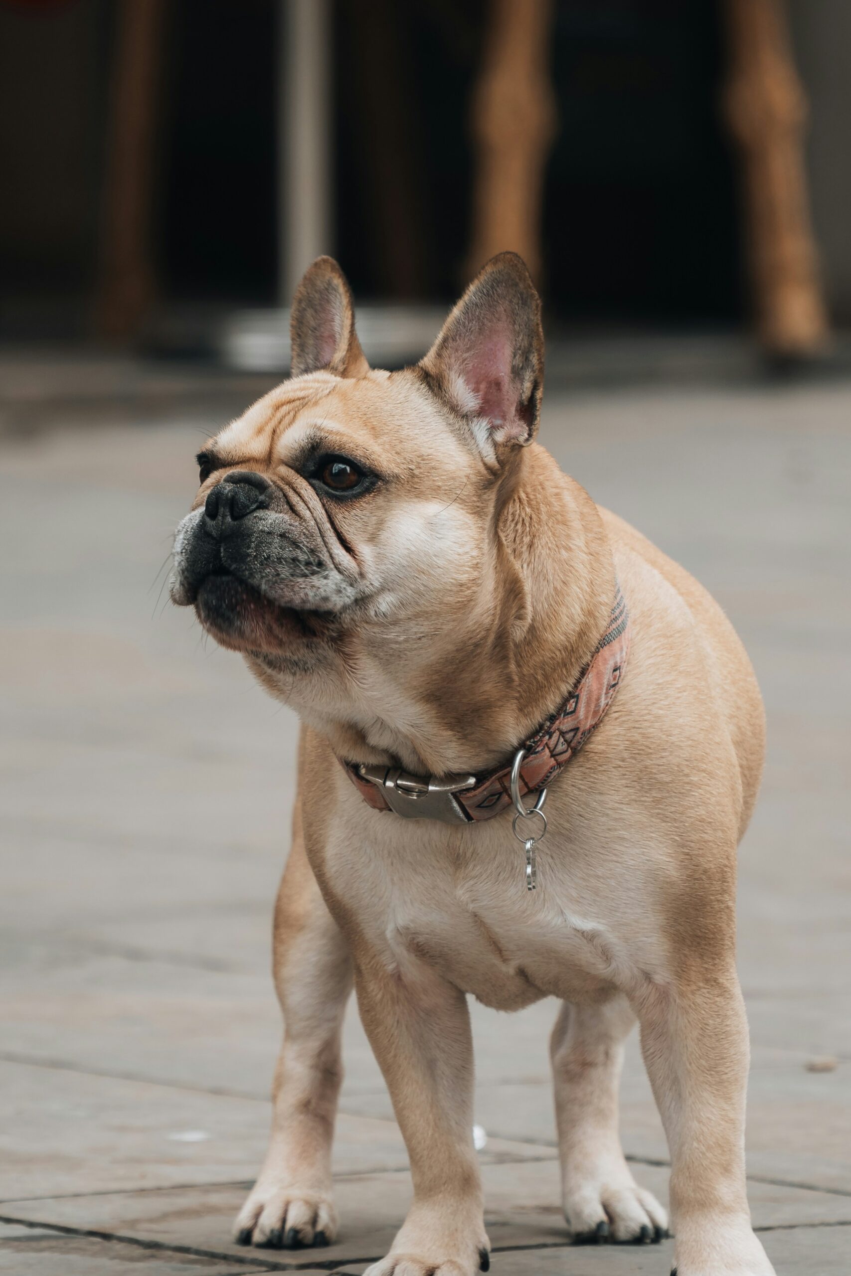 French Bulldog standing outdoors, looking alert with a leather collar around its neck