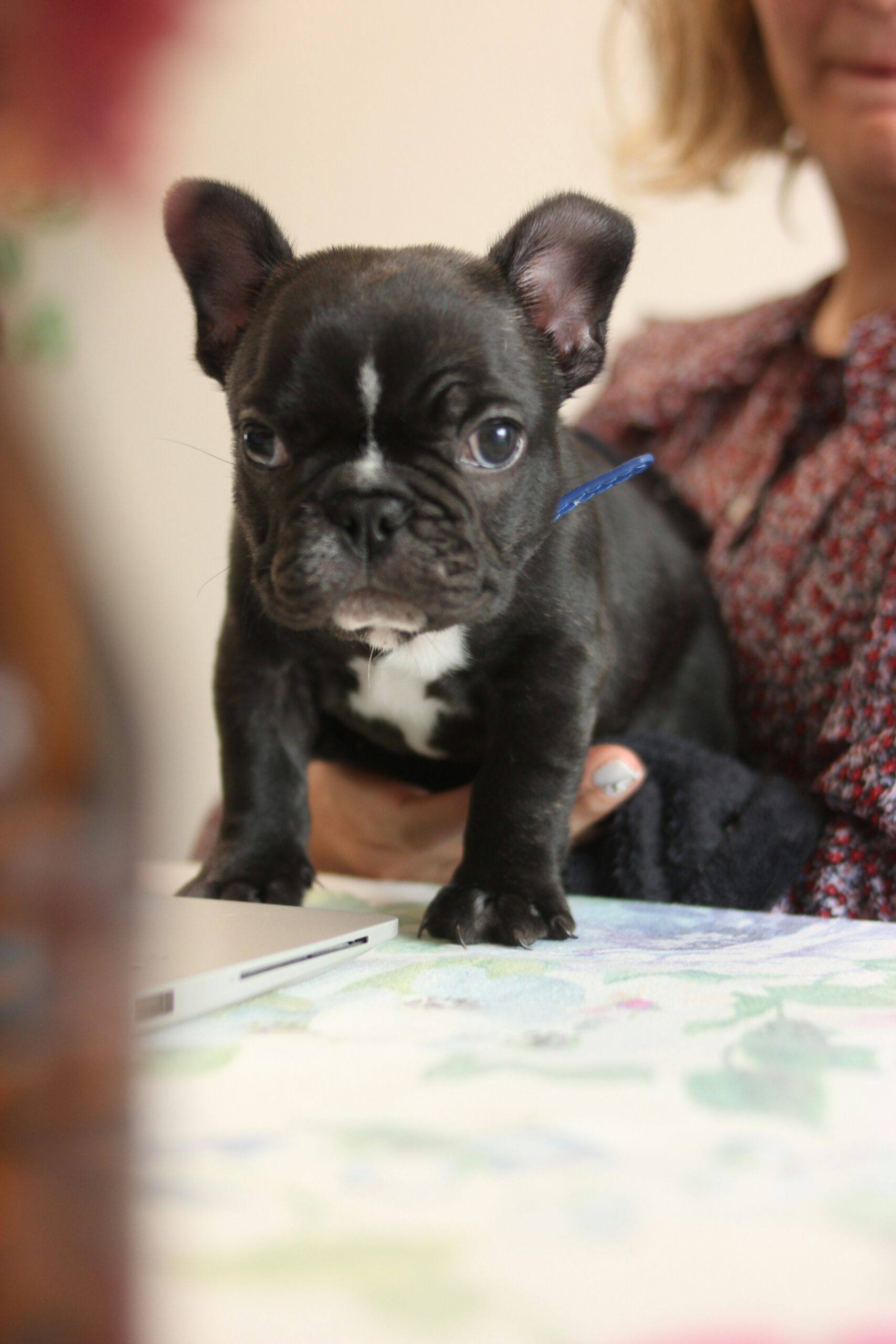 Black French Bulldog puppy with blue collar sitting on a floral tablecloth