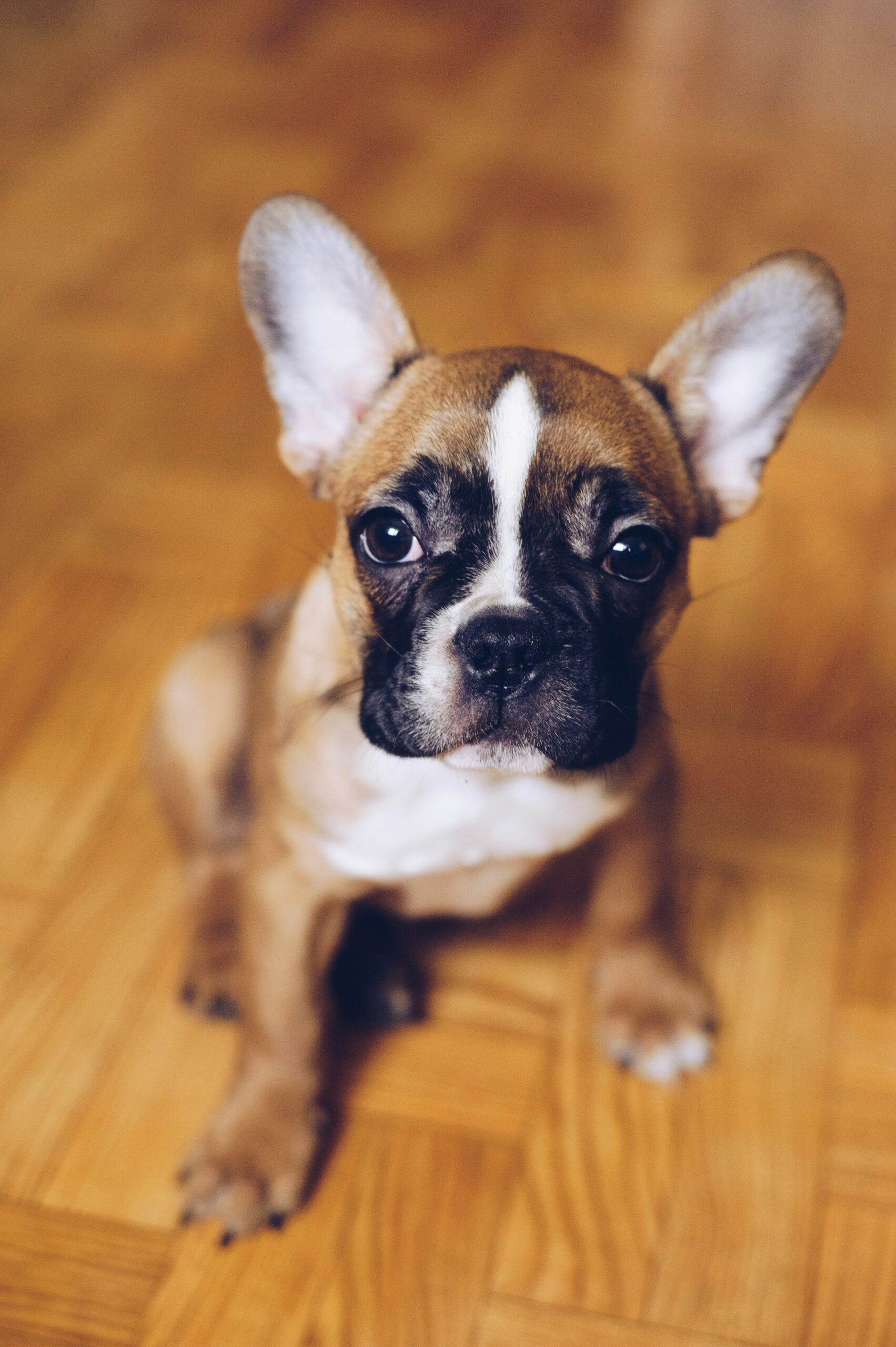 Fawn French Bulldog puppy with white stripe on forehead sitting on hardwood floor