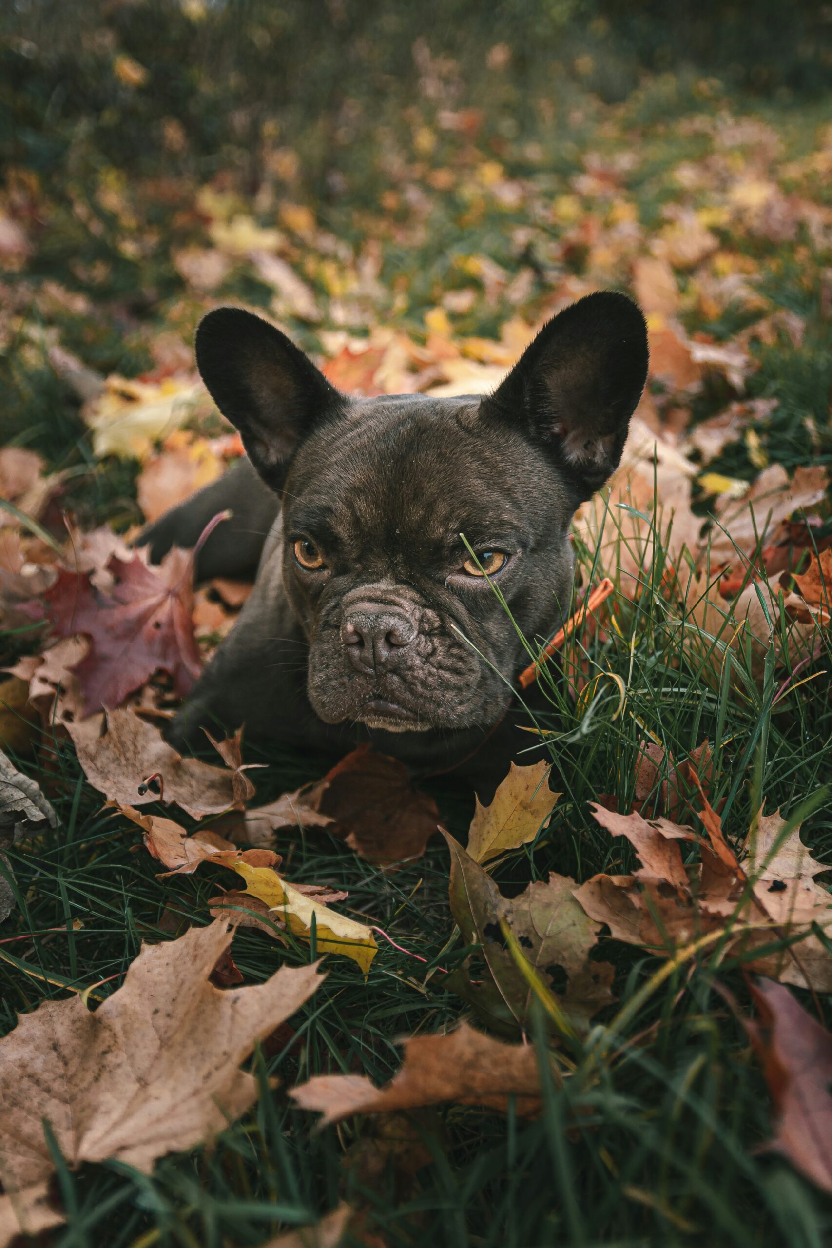 Dark French Bulldog lying in autumn leaves outdoors