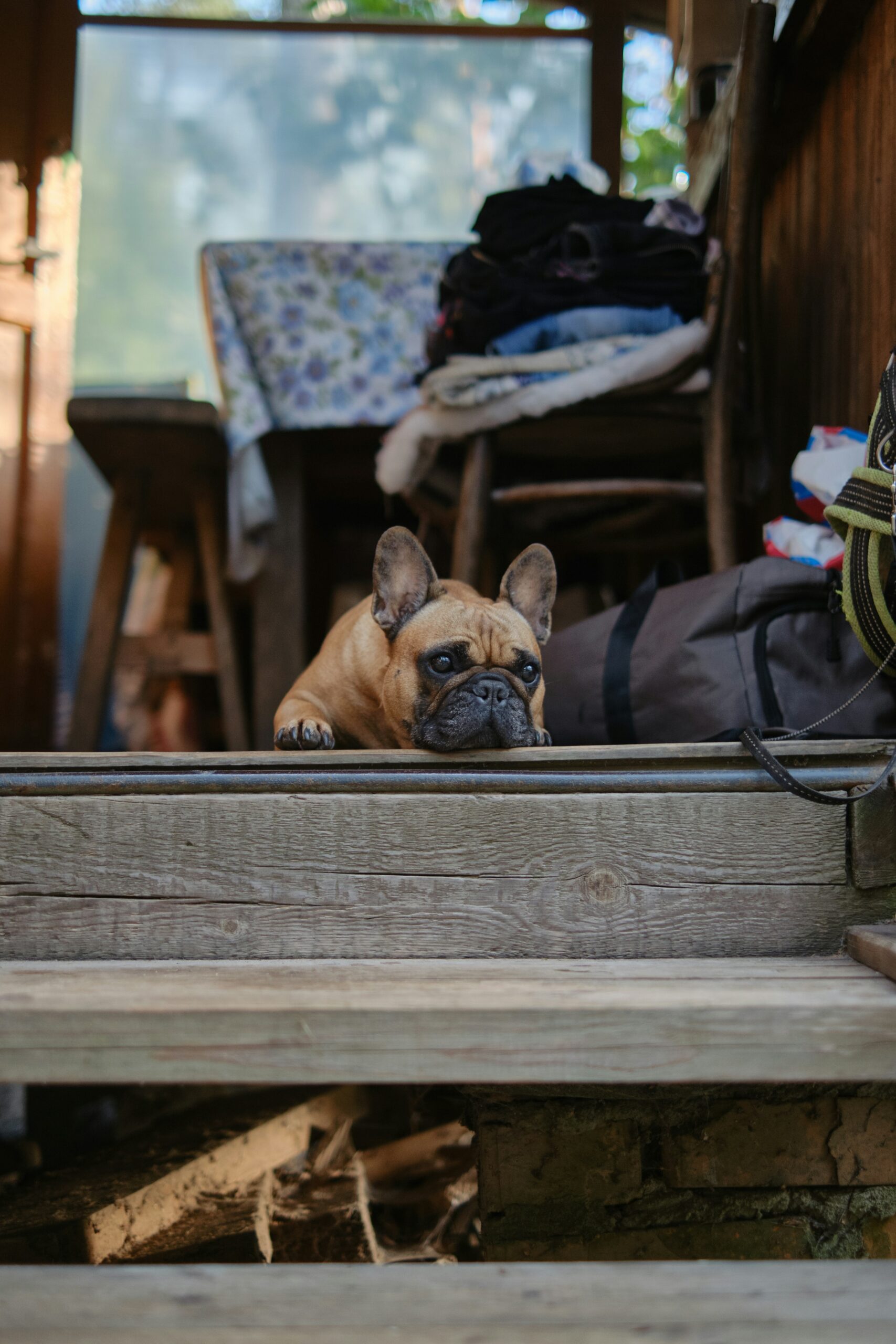 Fawn French Bulldog resting head on wooden stairs indoors