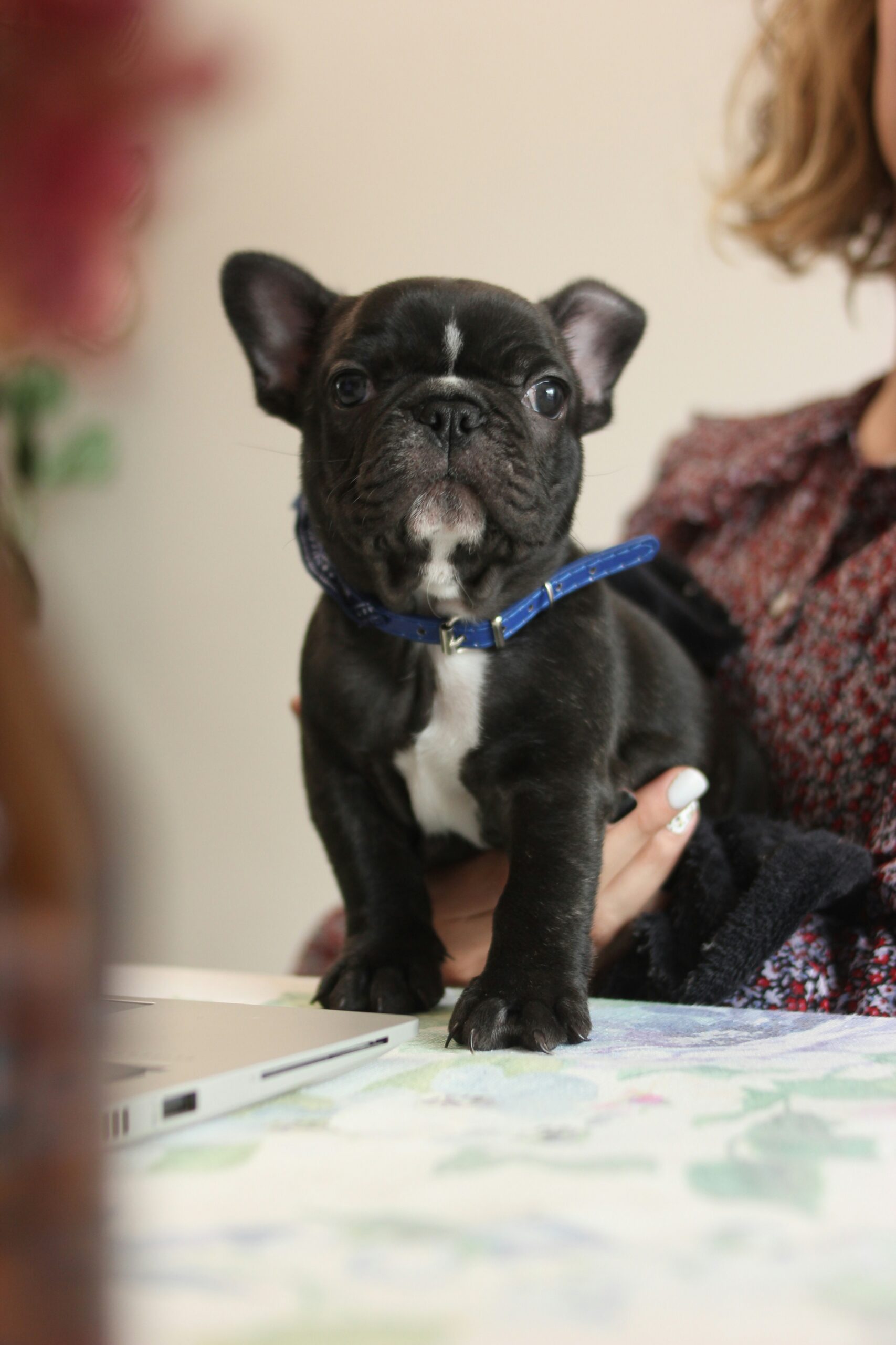 Black French Bulldog puppy with blue collar held in a person's arms