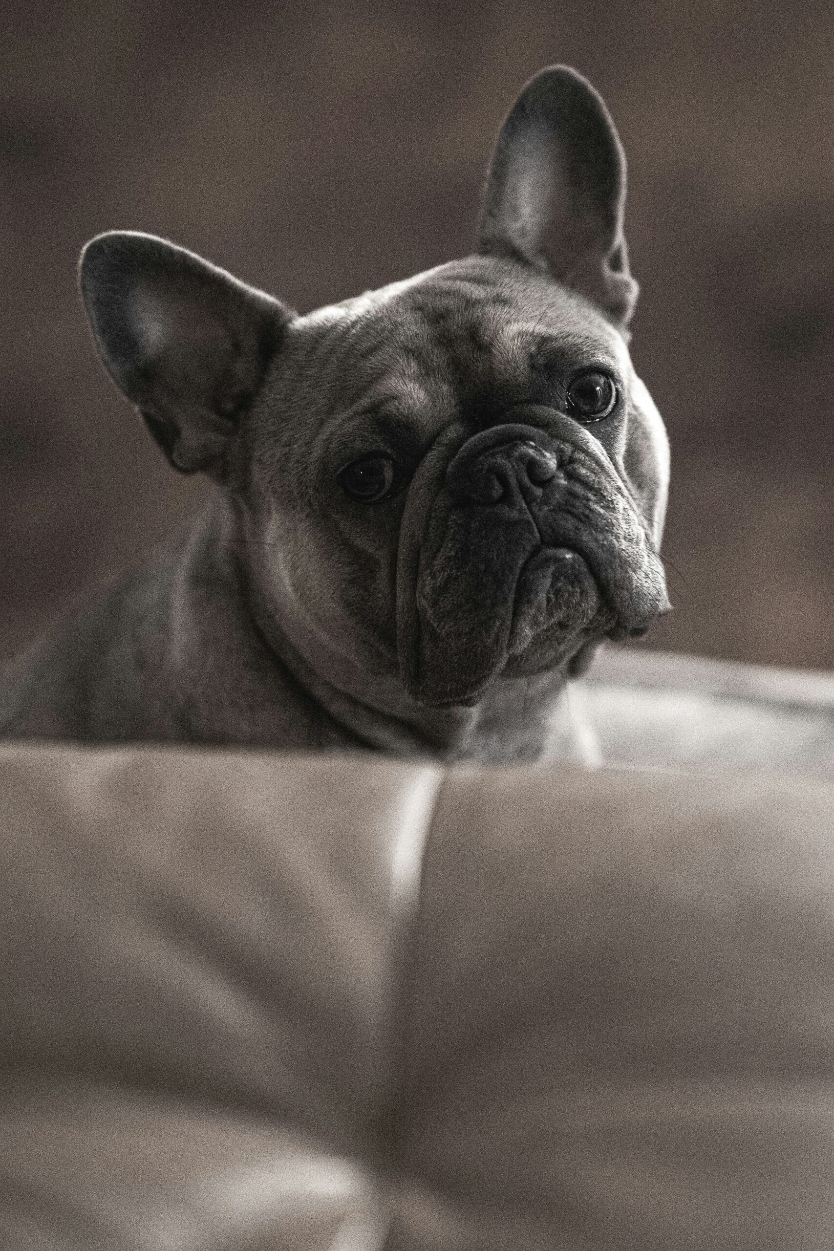 Grey French Bulldog sitting on a couch in a dimly lit room