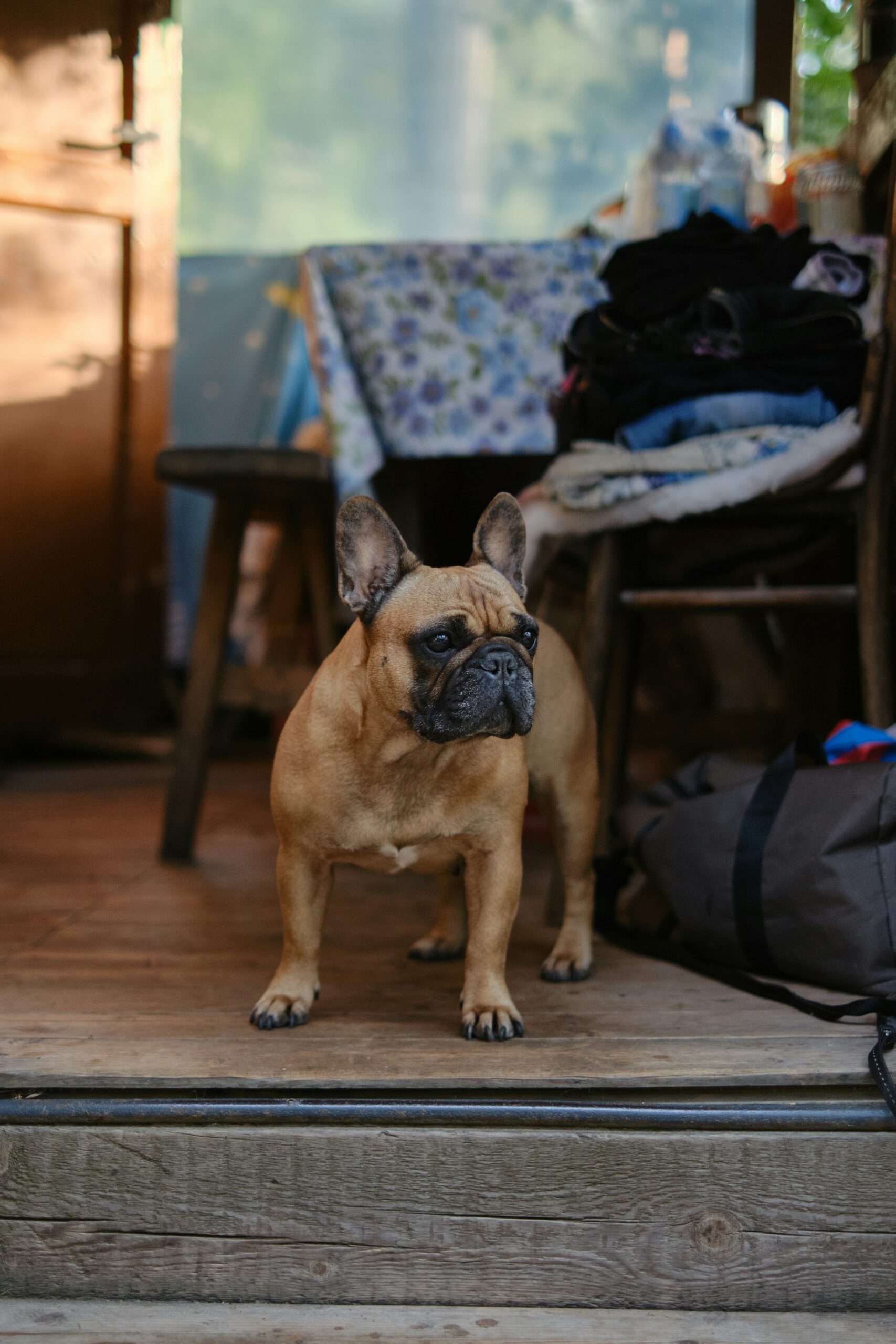 Fawn French Bulldog standing on a rustic wooden porch