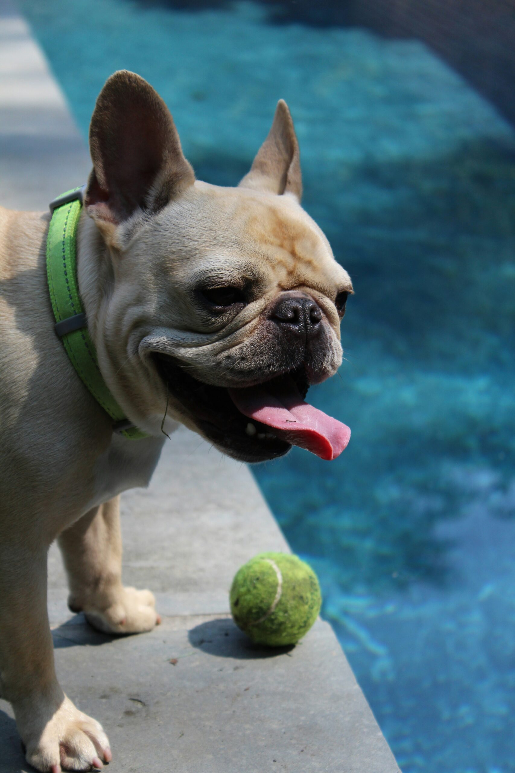 Fawn French Bulldog with green collar and tennis ball by a blue pool